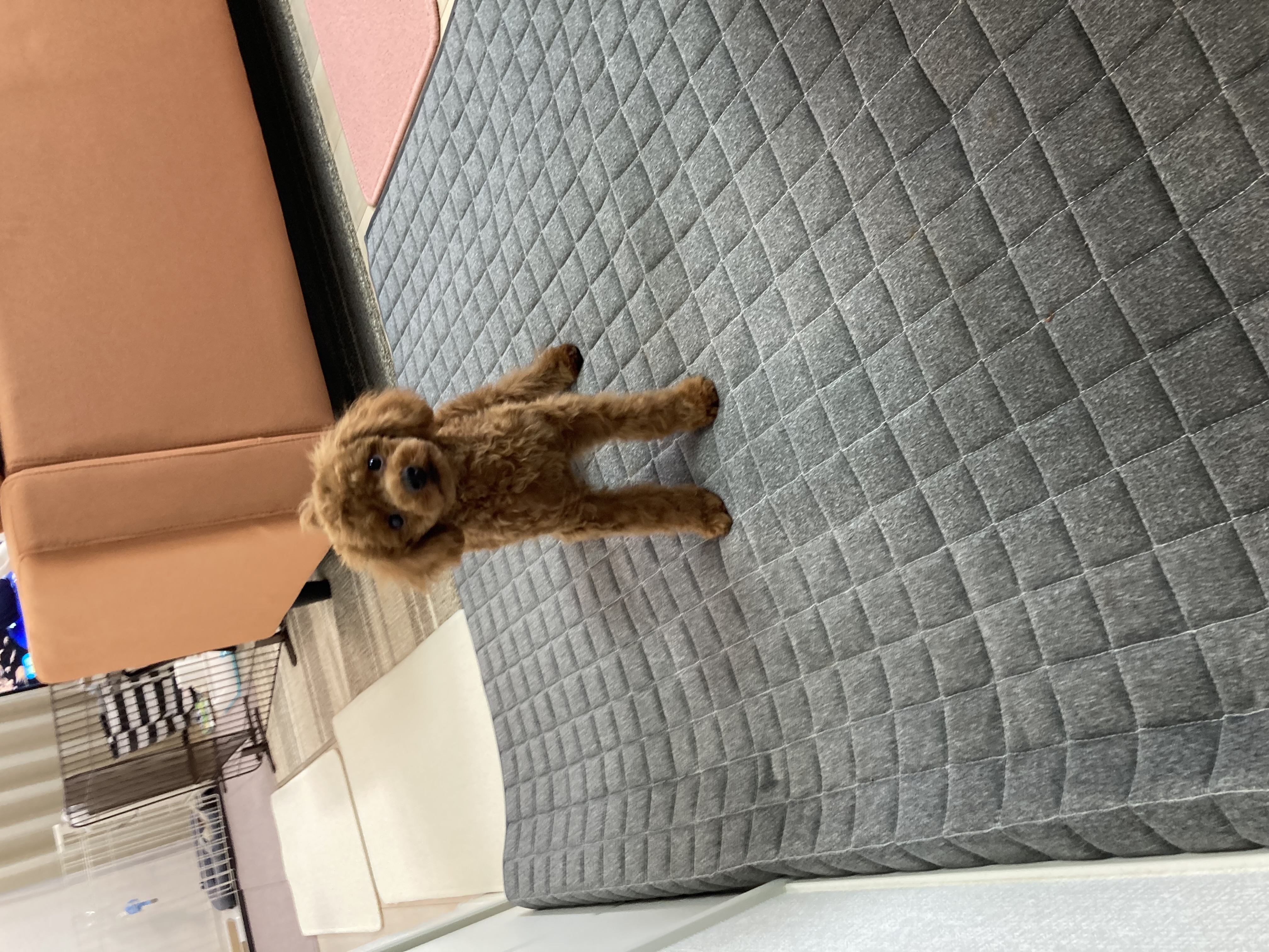 トリミングサロン dogvery 出張トリミングのトリミングカット-9213の1枚目