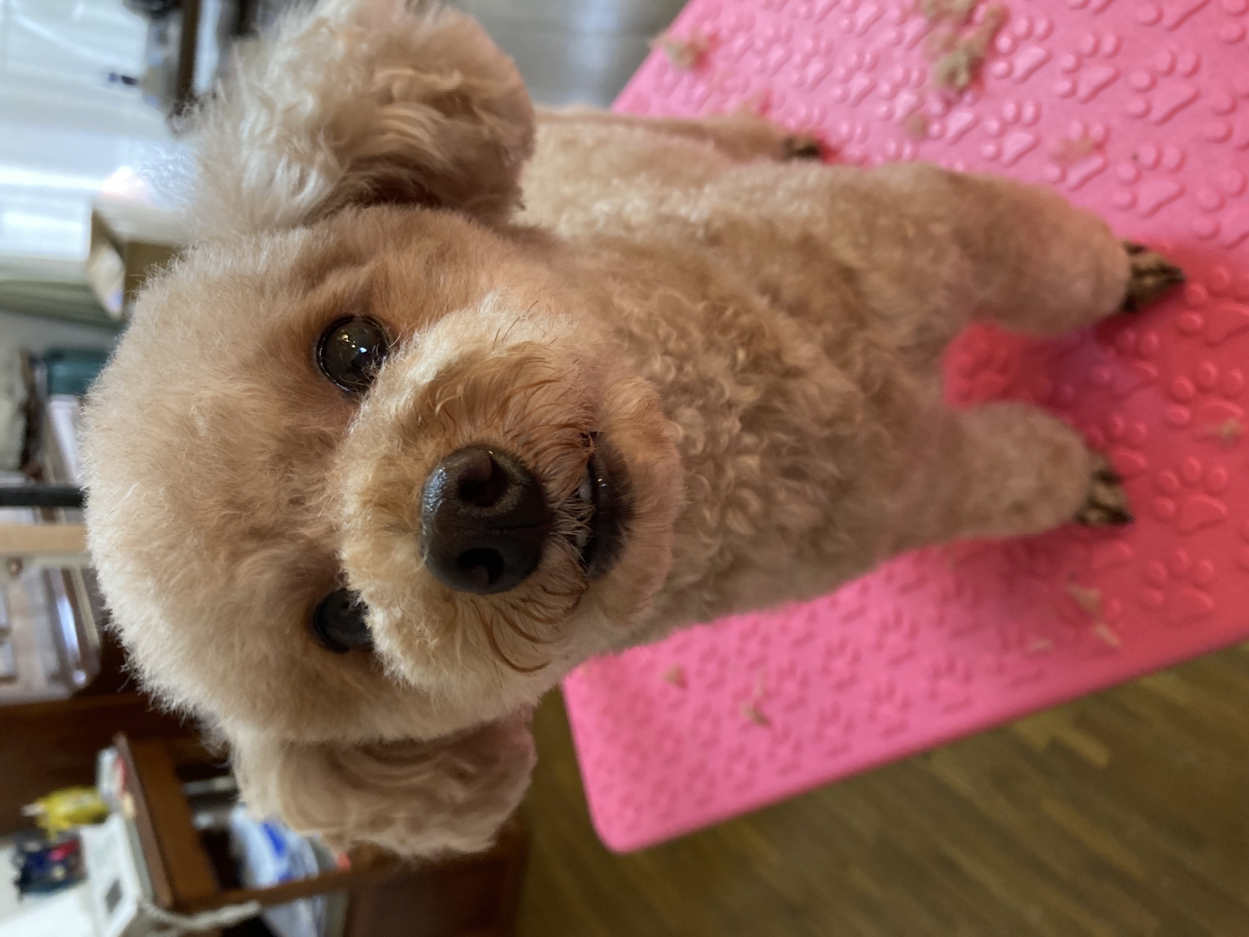 神奈川県大井町のトリミングサロン dogvery 出張トリミングのサムネイル2枚目