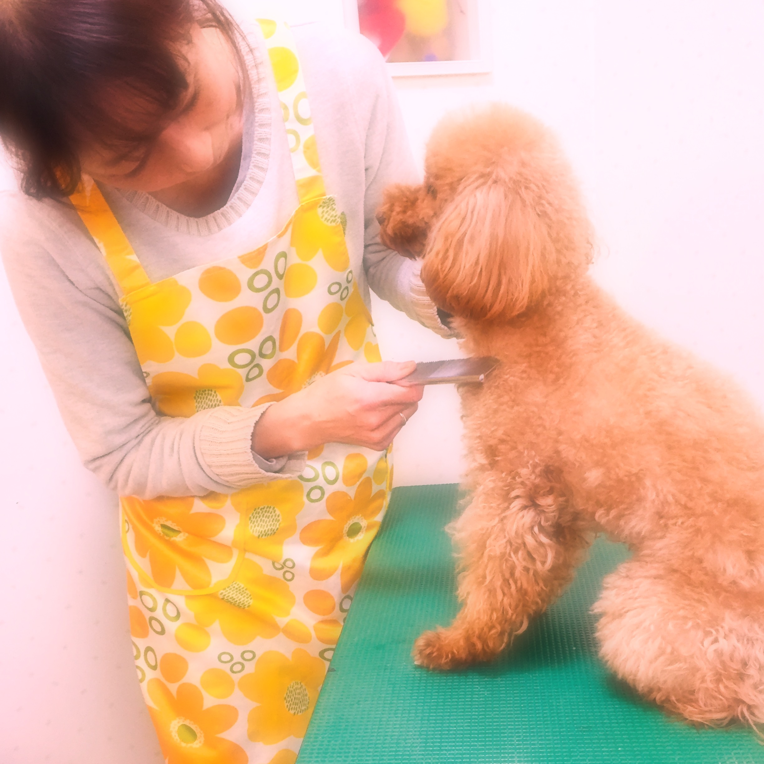 神奈川県大井町のトリミングサロン dogvery 出張トリミングのサムネイル1枚目