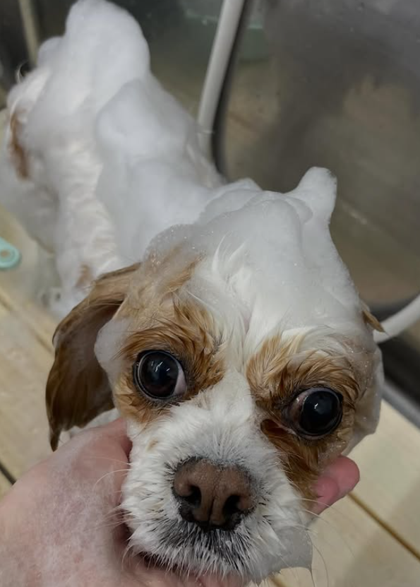 ミックス犬のカット 2