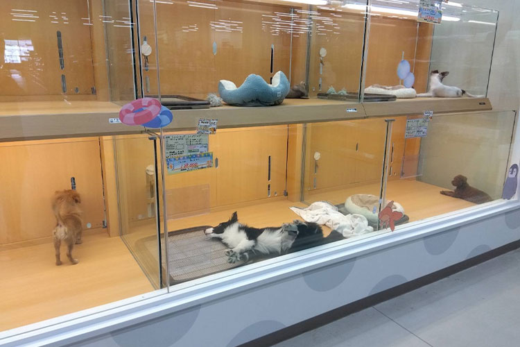 三重県名張市のトリミングサロン ペットアミ　名張店のサムネイル2枚目