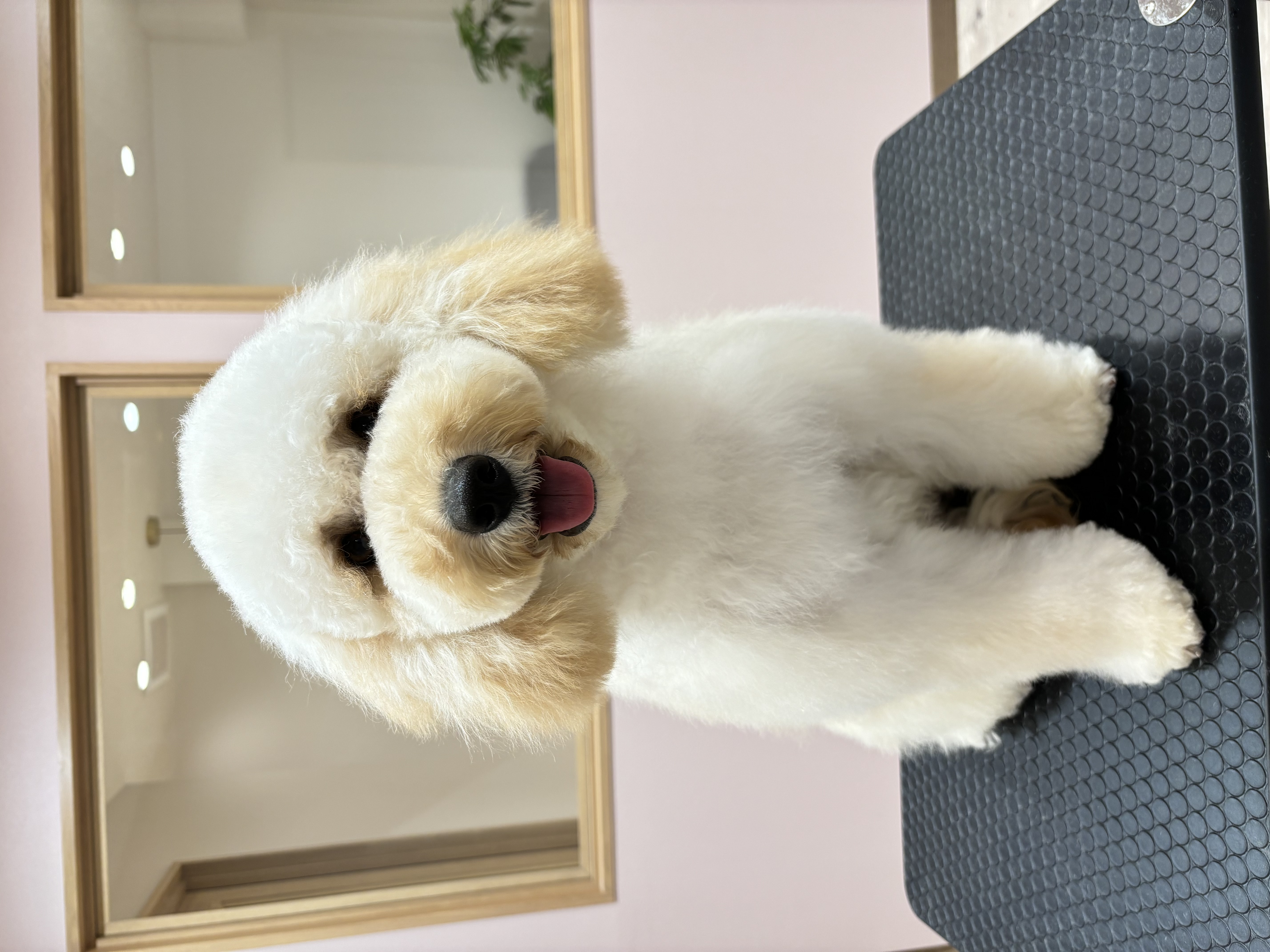 トリミングサロン SALON KUUのトリミングカット-9199の1枚目