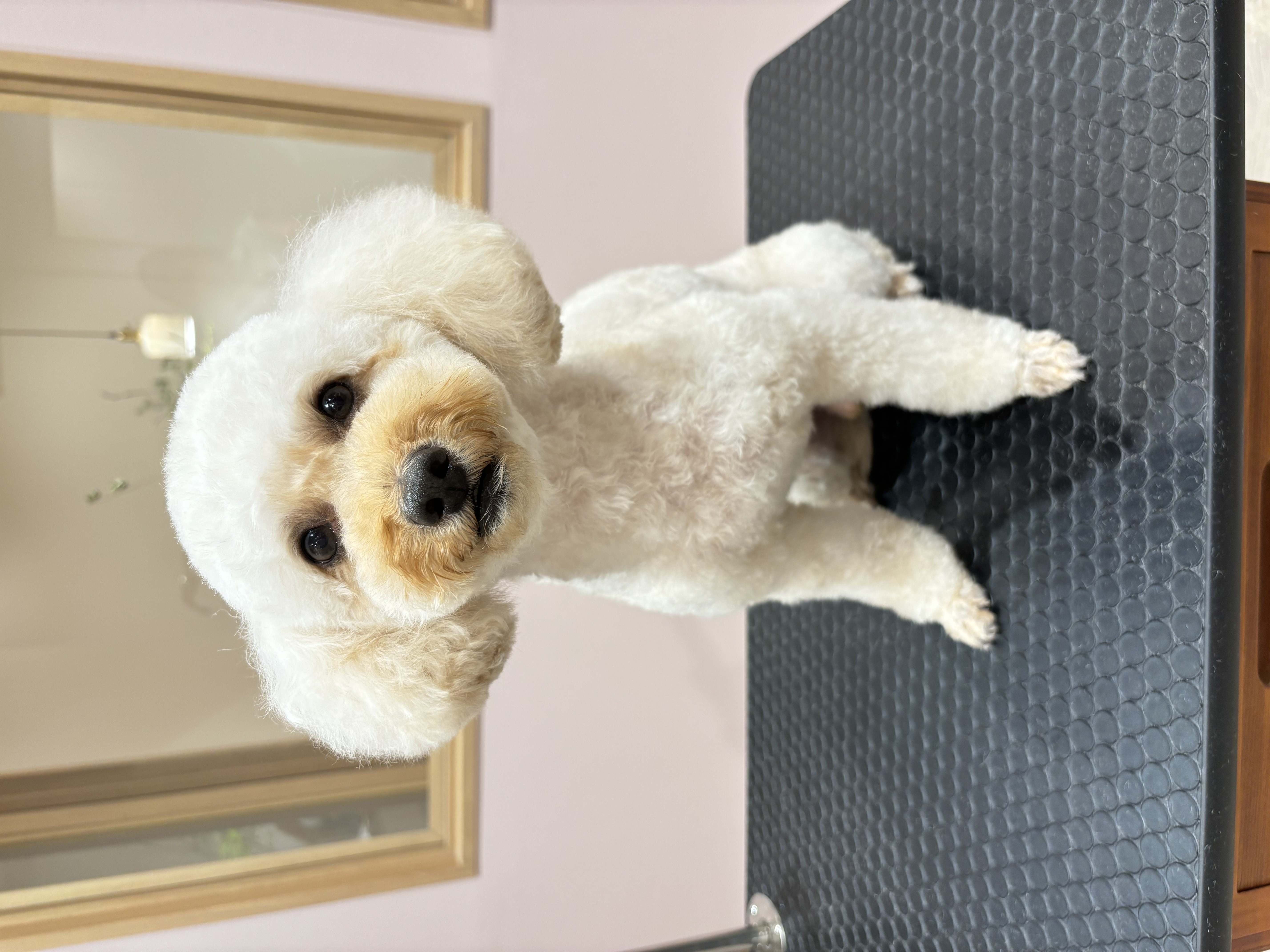 トリミングサロン SALON KUUのトリミングカット-9204の1枚目