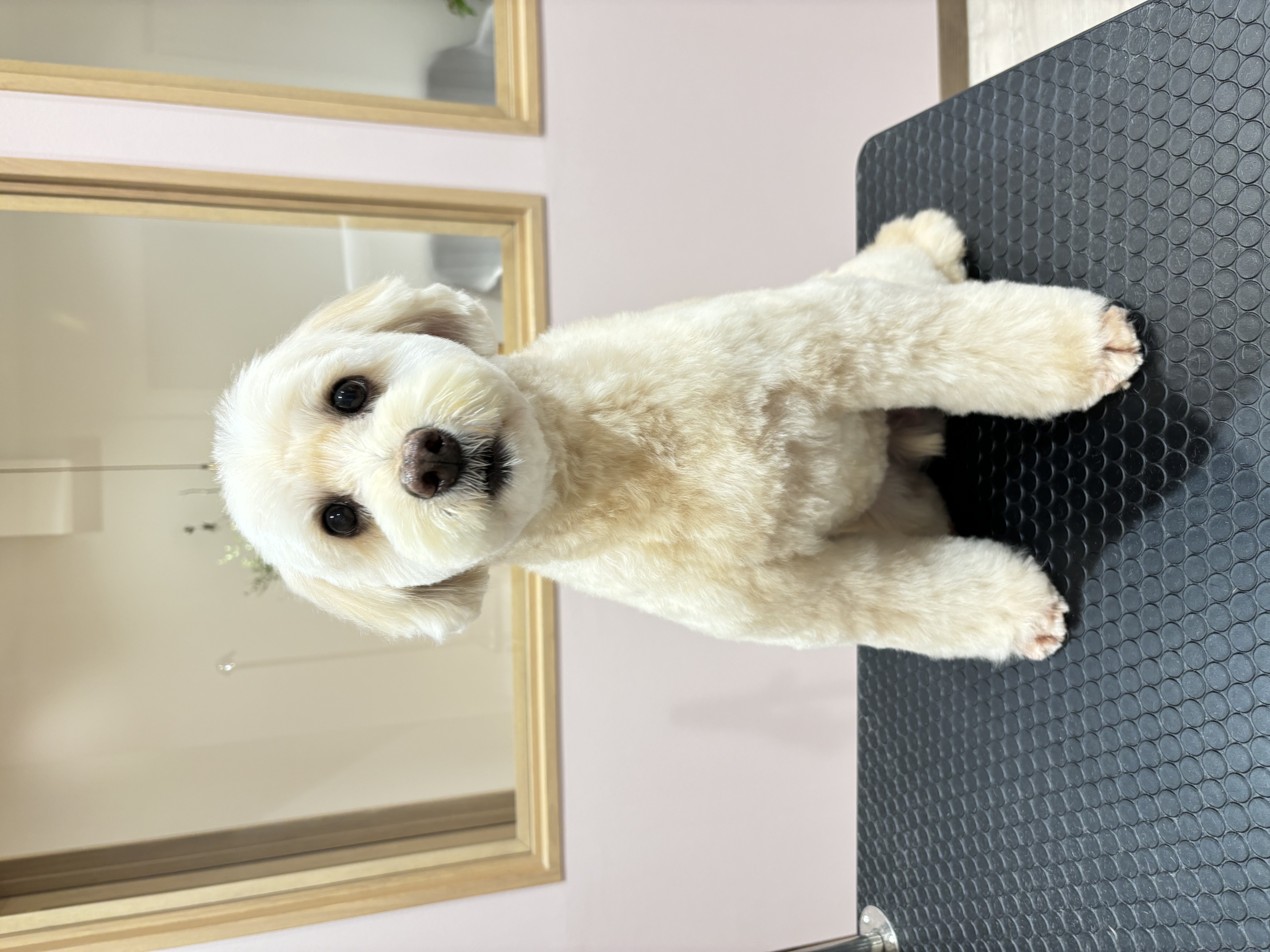 トリミングサロン SALON KUUのトリミングカット-9192の1枚目