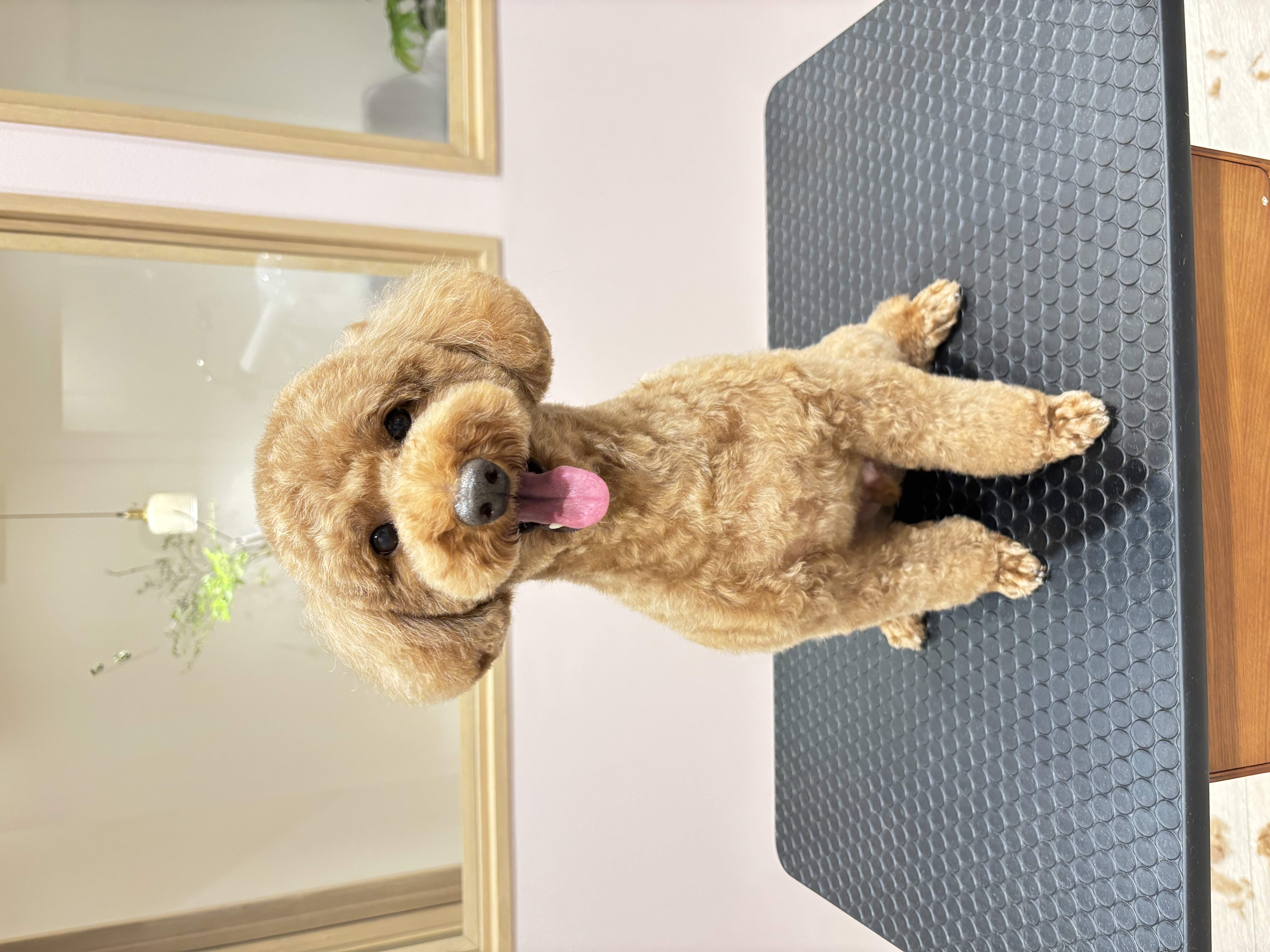トリミングサロン SALON KUUのトリミングカット-9204の2枚目
