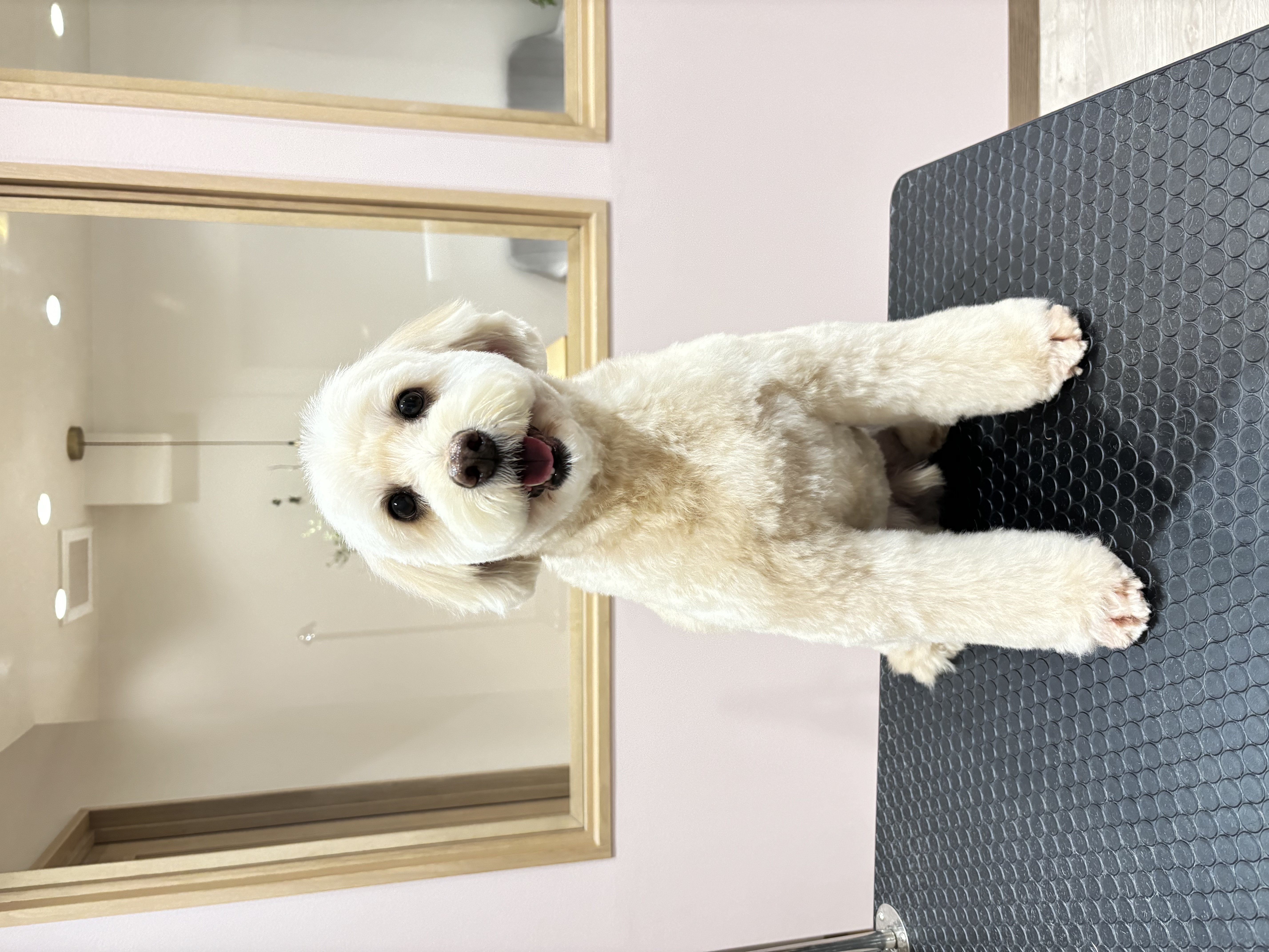 トリミングサロン SALON KUUのトリミングカット-9192の2枚目