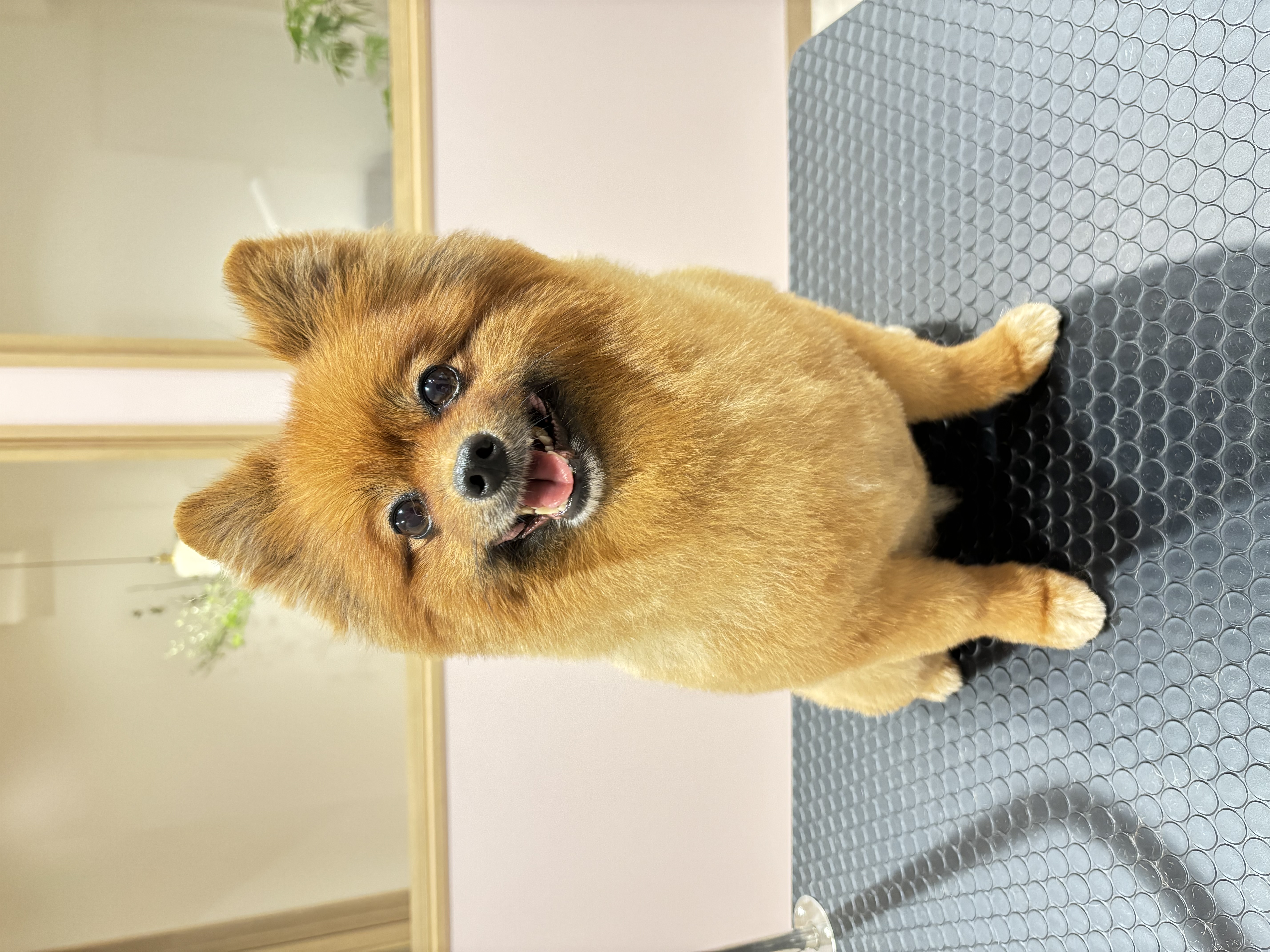 トリミングサロン SALON KUUのトリミングカット-9191の1枚目