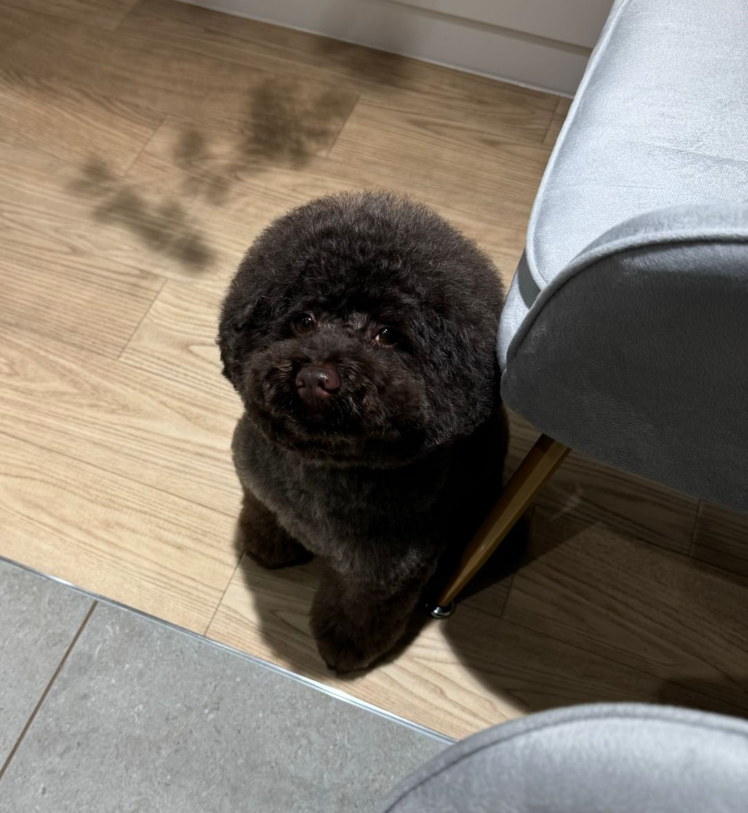パピー〜シニアまでお手入れ致します♪
