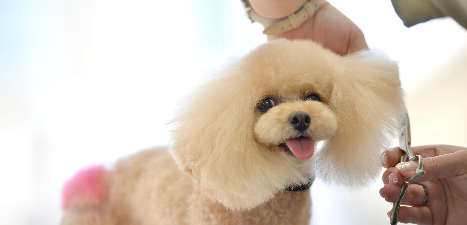 栃木県宇都宮市のトリミングサロン Dog Style Growthの7枚目