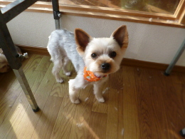トリミングサロン DOG SALON & HOTEL moco（モコ）のトリミングカット-2622の1枚目