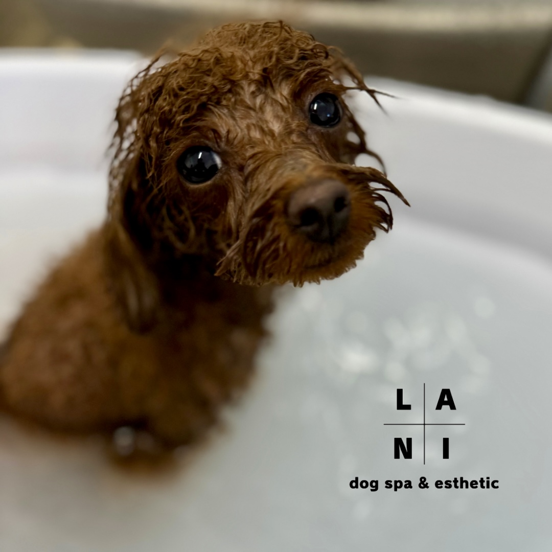 青森県弘前市のトリミングサロン ドッグスパ Lani(dog spa&esthetic Lani)のサムネイル1枚目