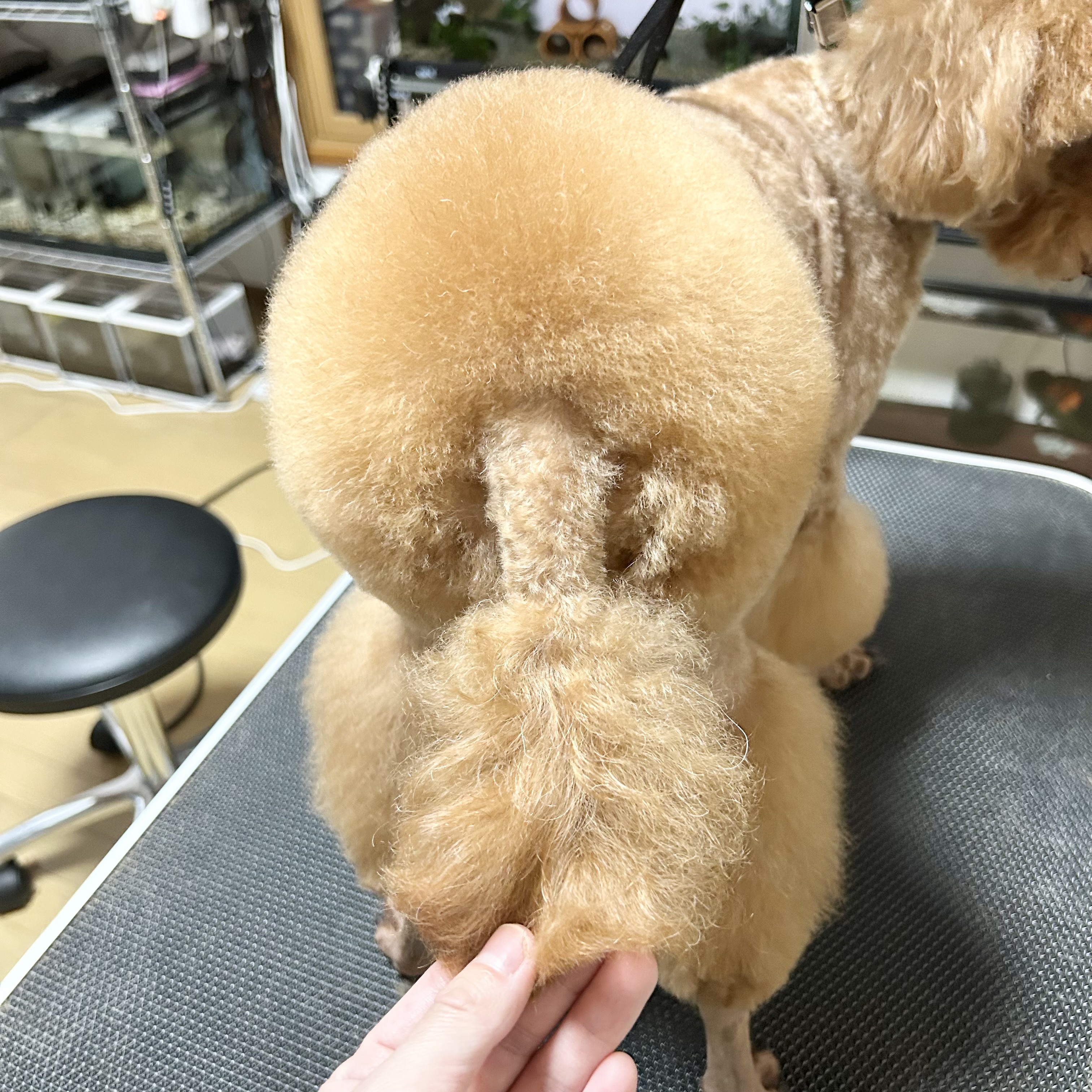 トリミングサロン ペットサロンTokiのトリミングカット-9856の2枚目