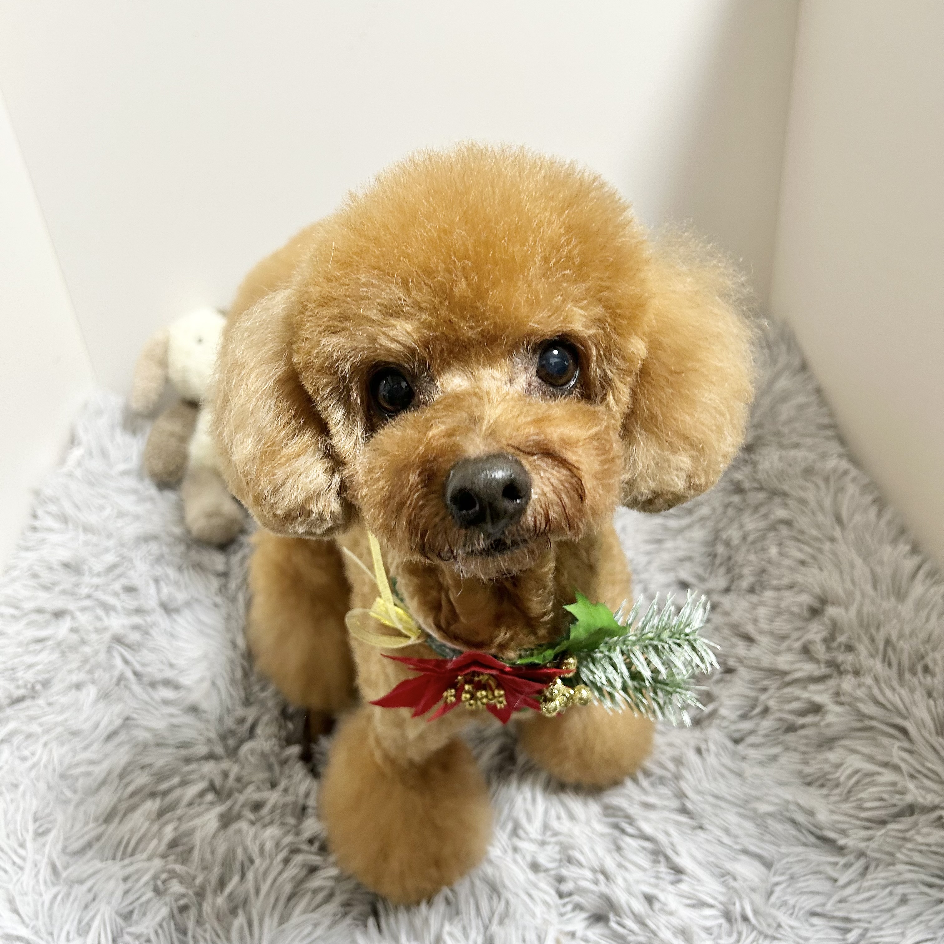 愛媛県松山市のトリミングサロン ペットサロンTokiの3枚目