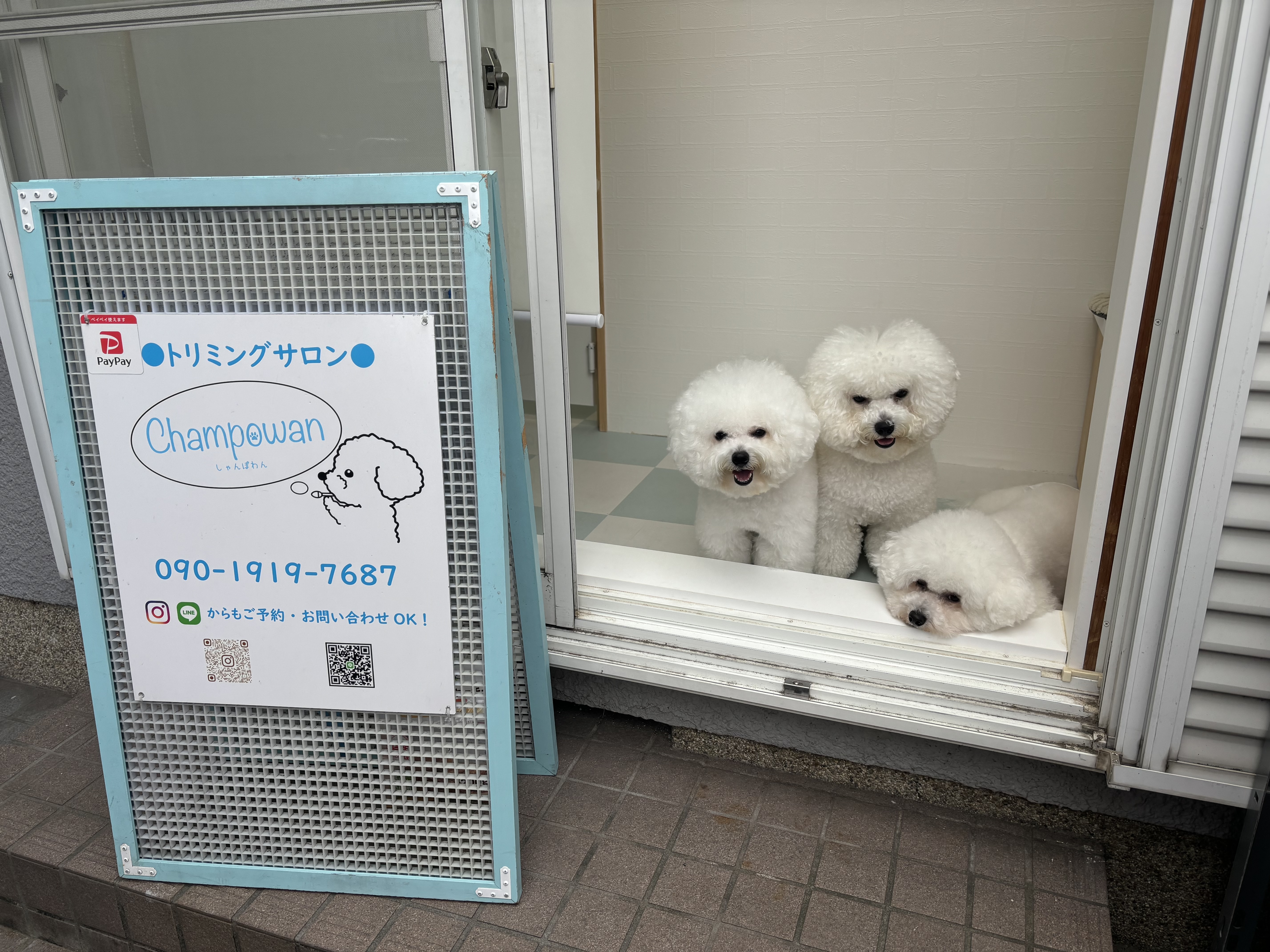 兵庫県宝塚市のトリミングサロン Champowan(しゃんぽわん)のサムネイル1枚目