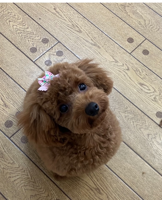 ペットサロン ピンキーと申します☆