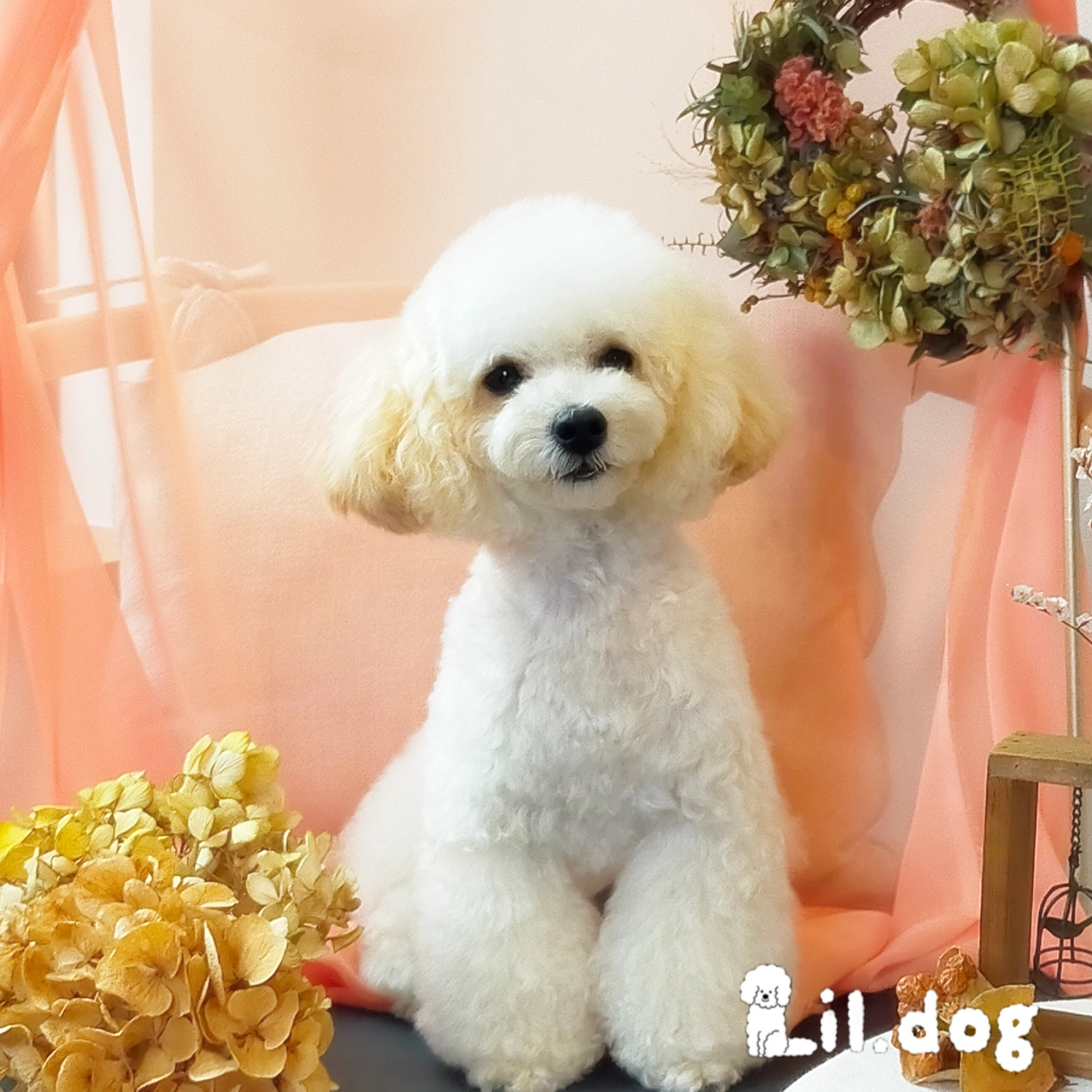 三重県伊勢市のトリミングサロン Lil.dogの3枚目