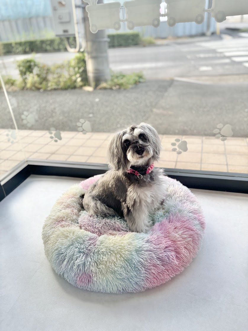 すべてのわんちゃんを我が子のように