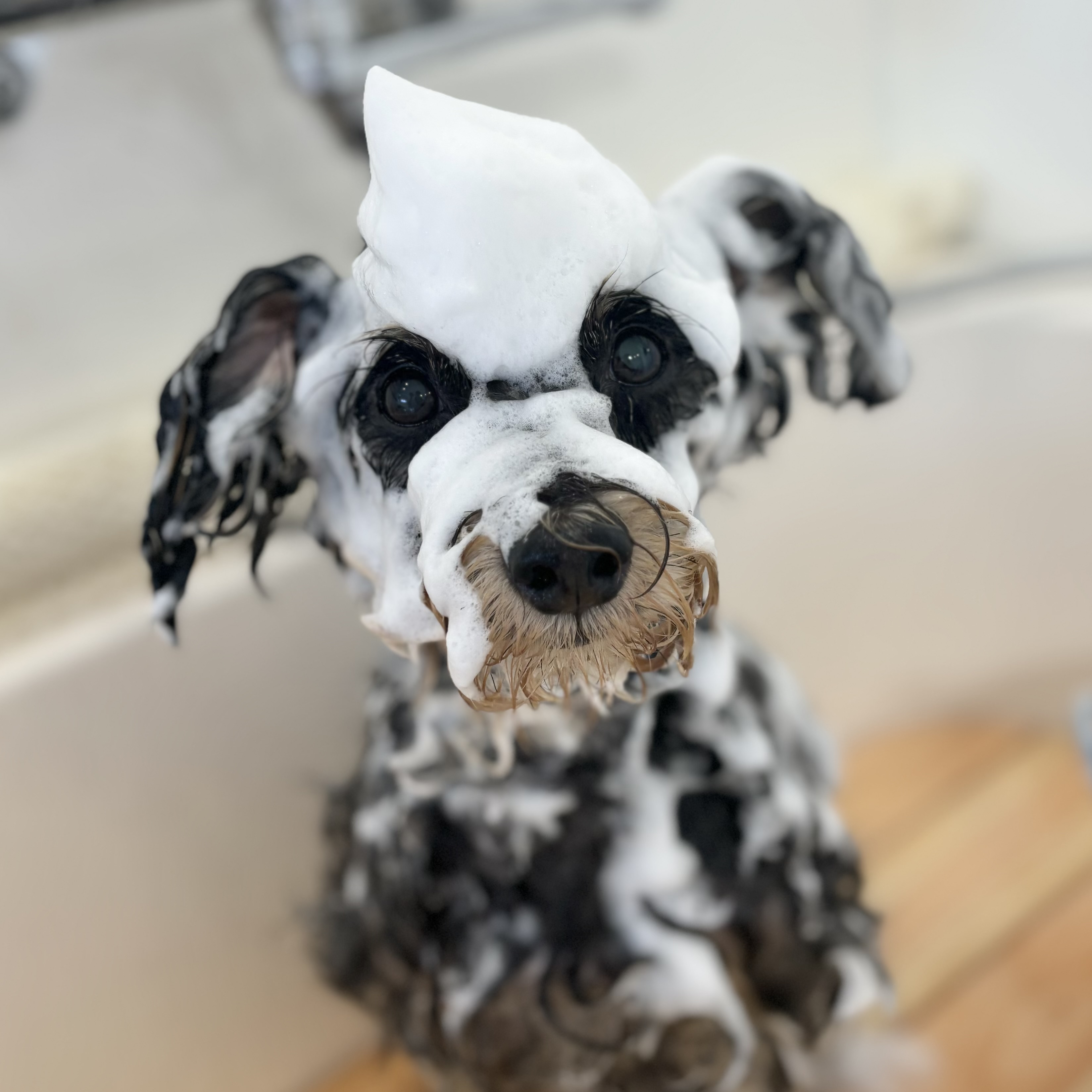 埼玉県川口市のトリミングサロン Dogsalon Sachiの7枚目
