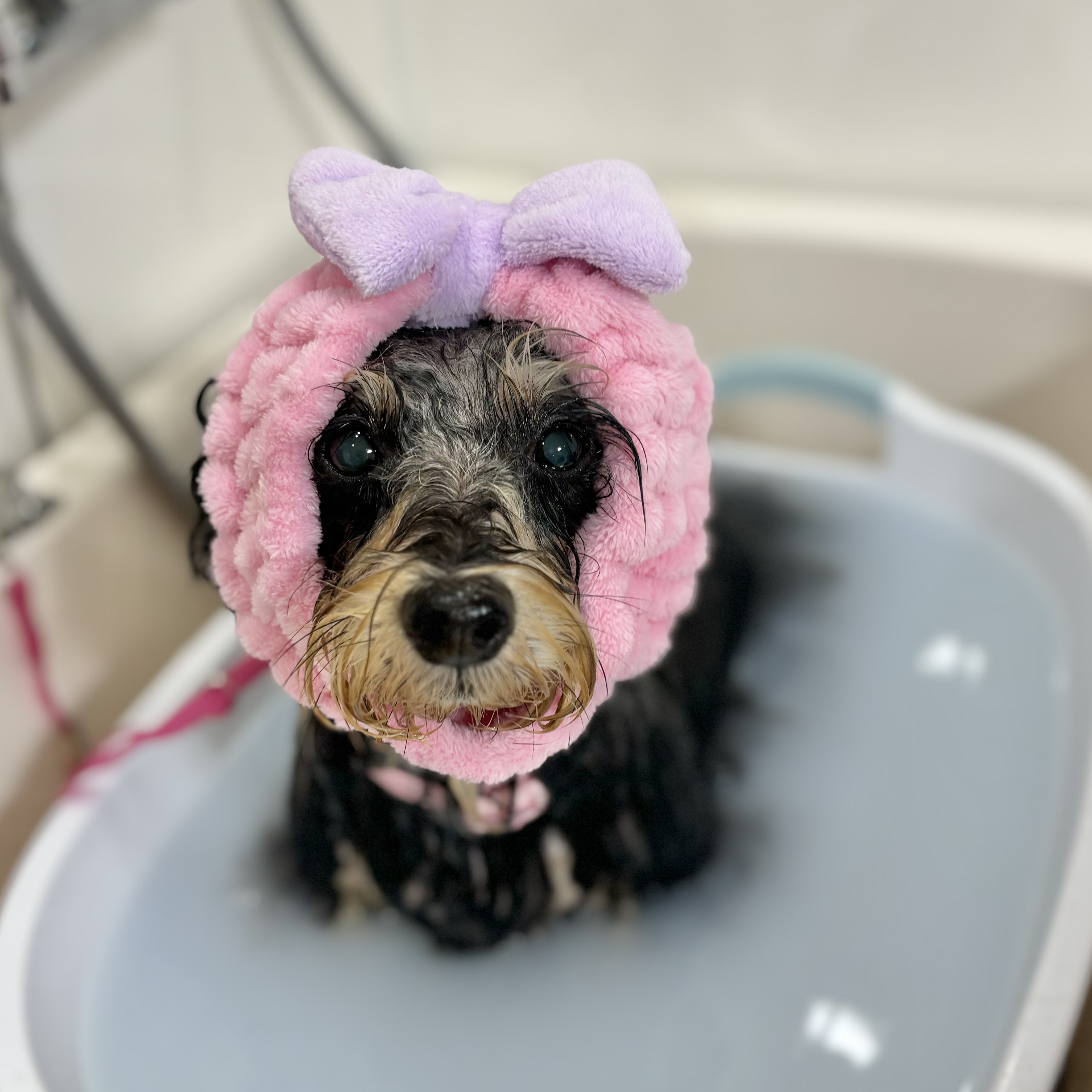 埼玉県川口市のトリミングサロン Dogsalon Sachiの8枚目