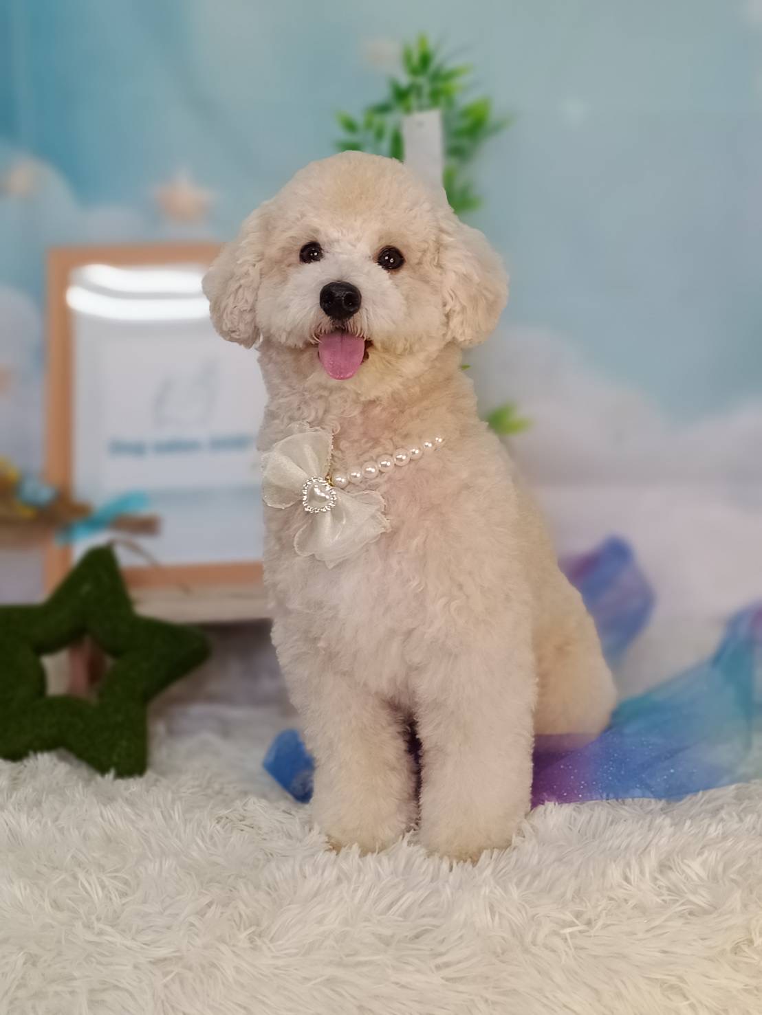 トリミングカット Dogsalon DDD’sの1枚目