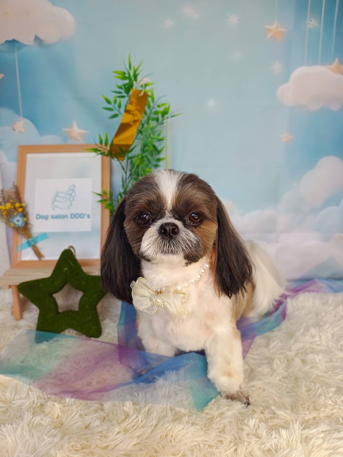 トリミングカット Dogsalon DDD’sの5枚目