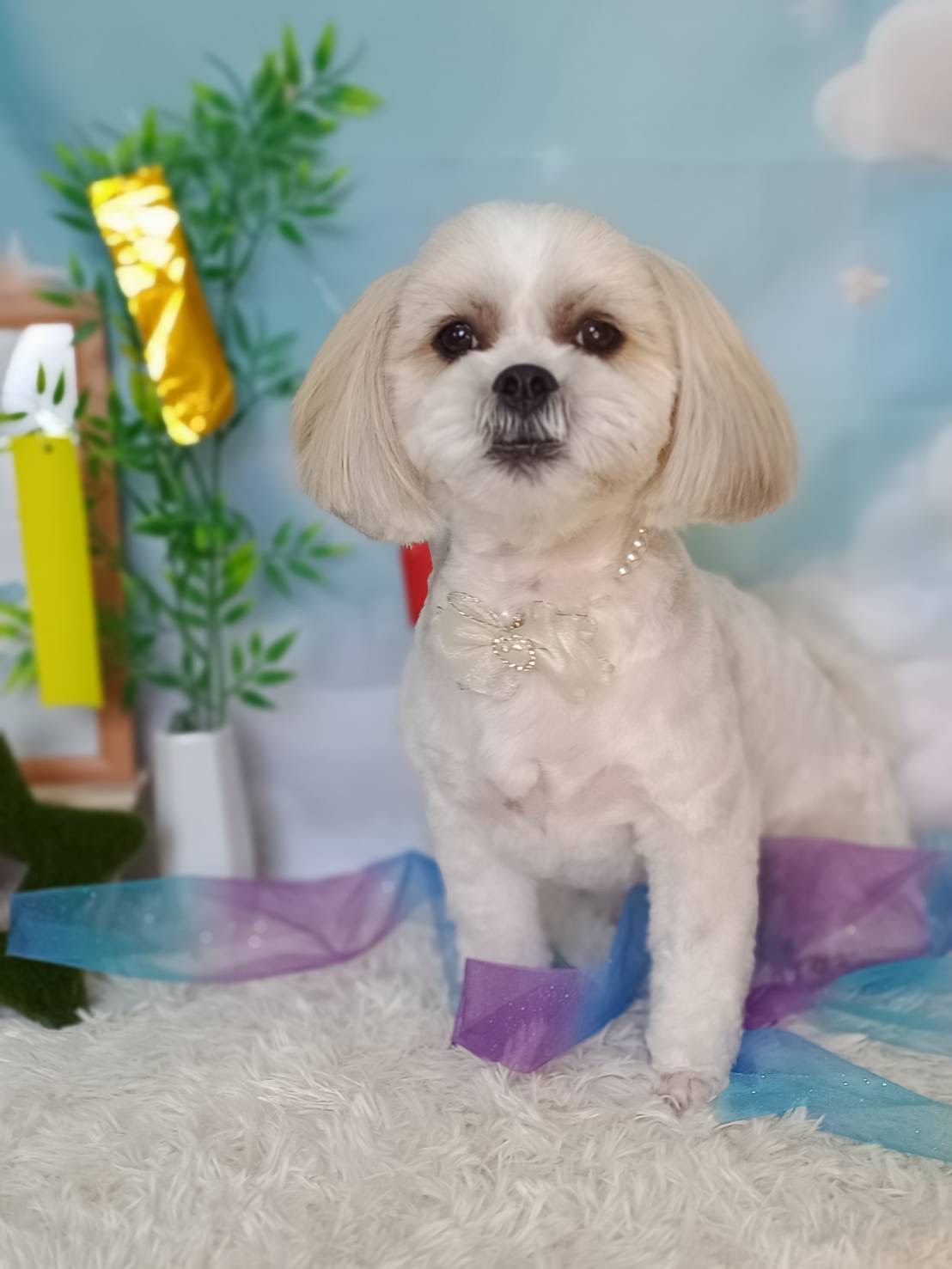 トリミングカット Dogsalon DDD’sの3枚目