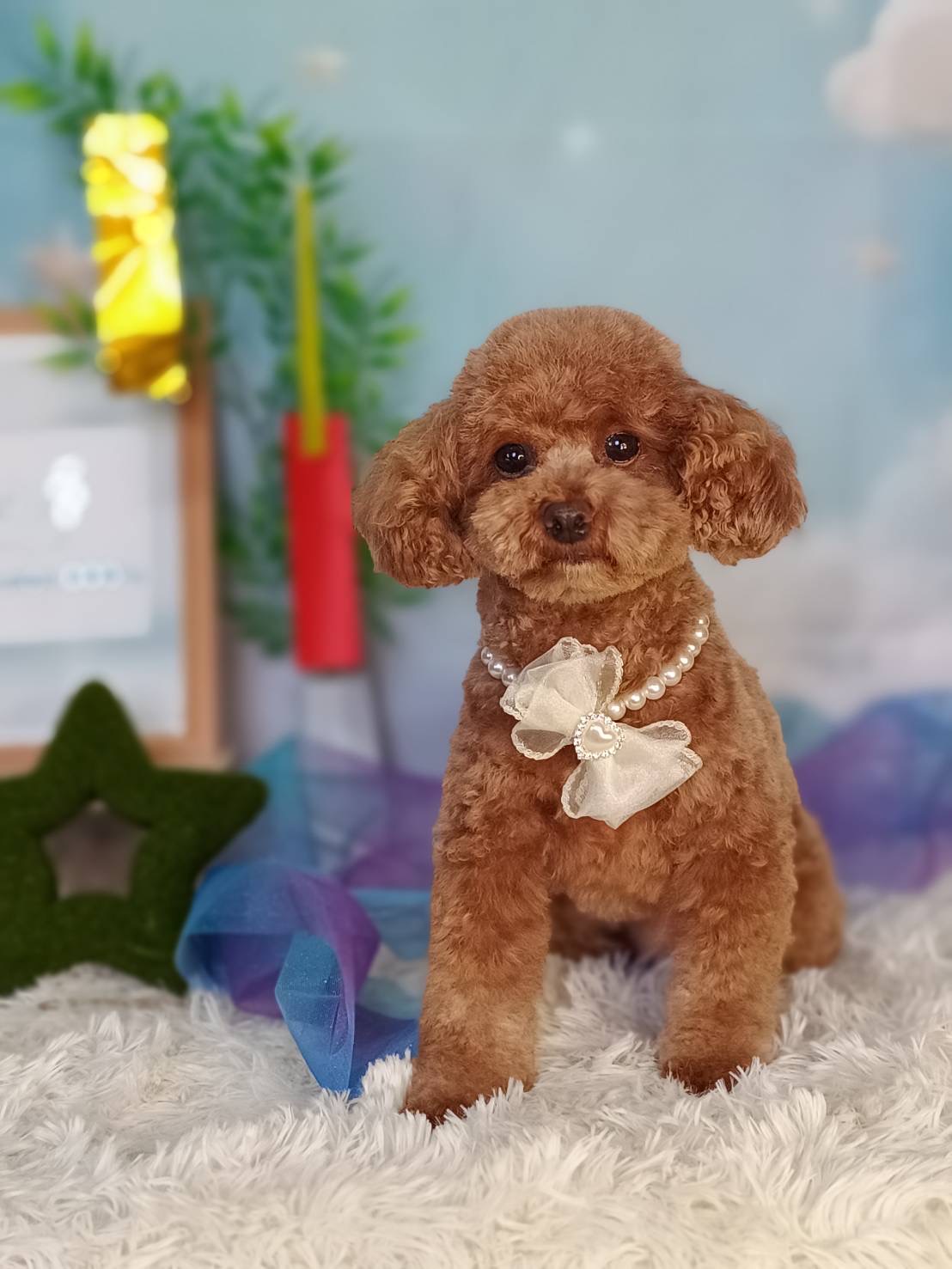 トリミングカット Dogsalon DDD’sの4枚目