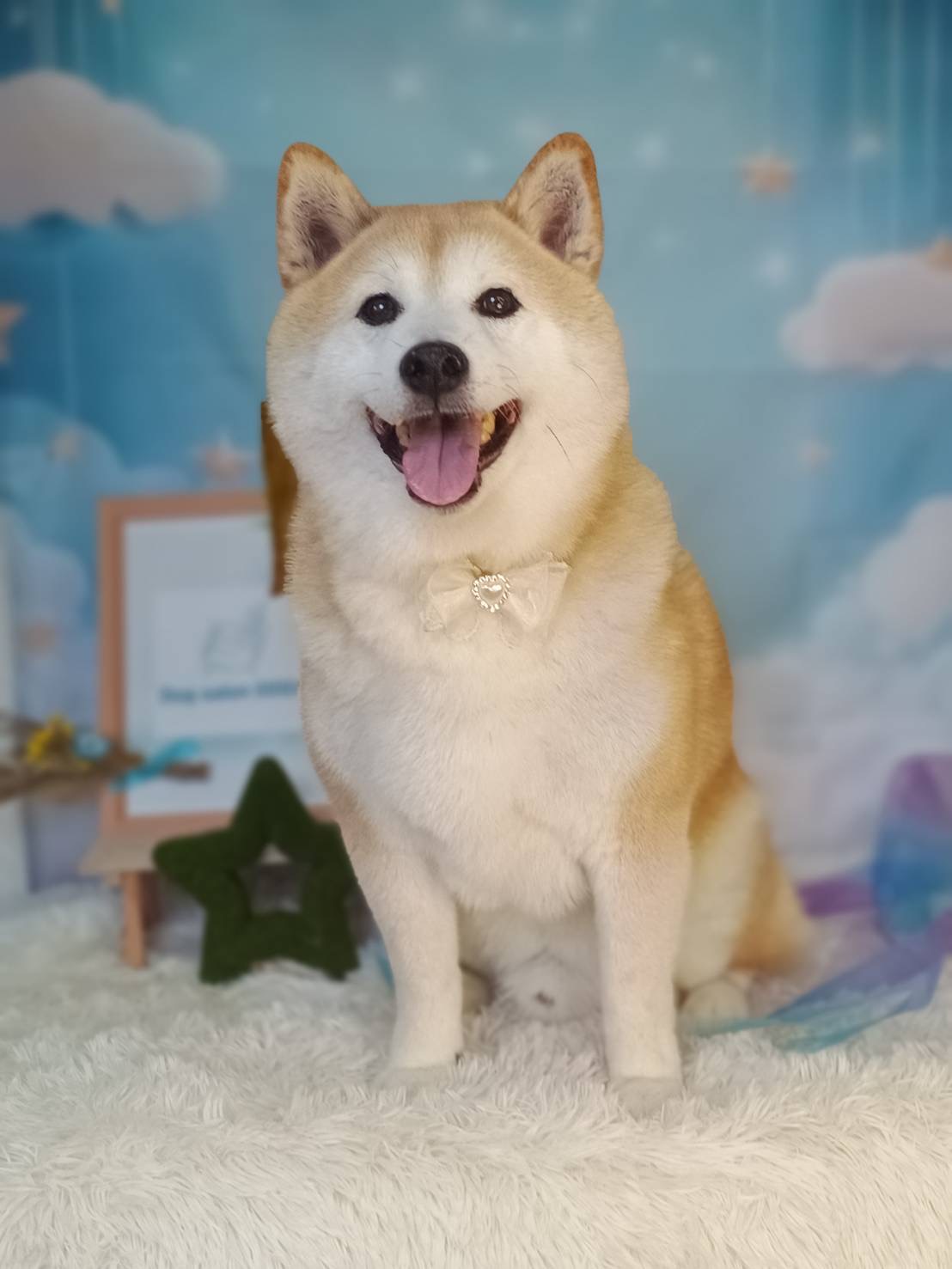 トリミングカット Dogsalon DDD’sの2枚目