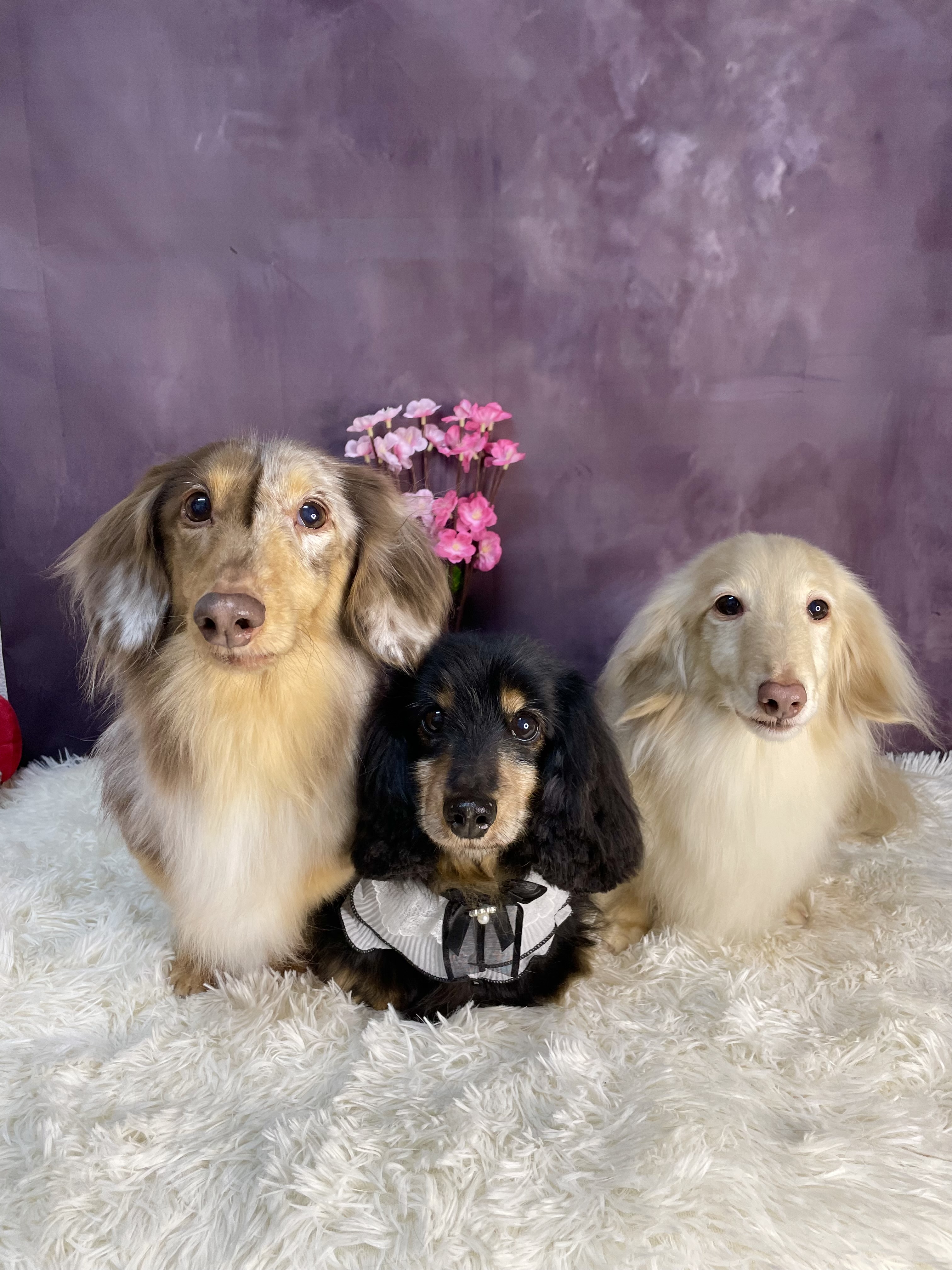 東京都国分寺市のトリミングサロン Dogsalon DDD’s の4枚目