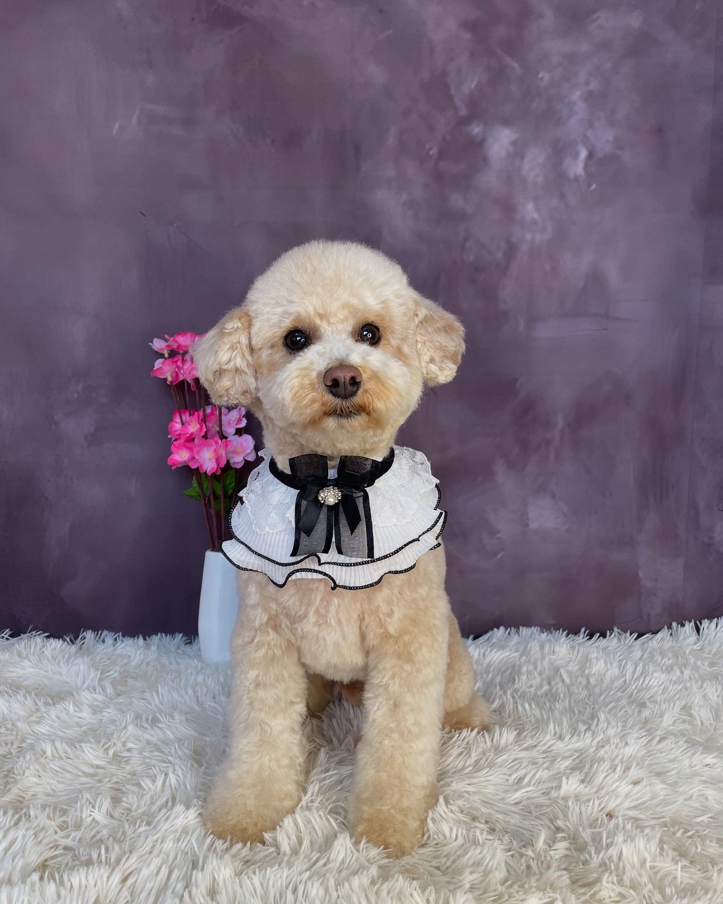 東京都国分寺市のトリミングサロン Dogsalon DDD’s の3枚目