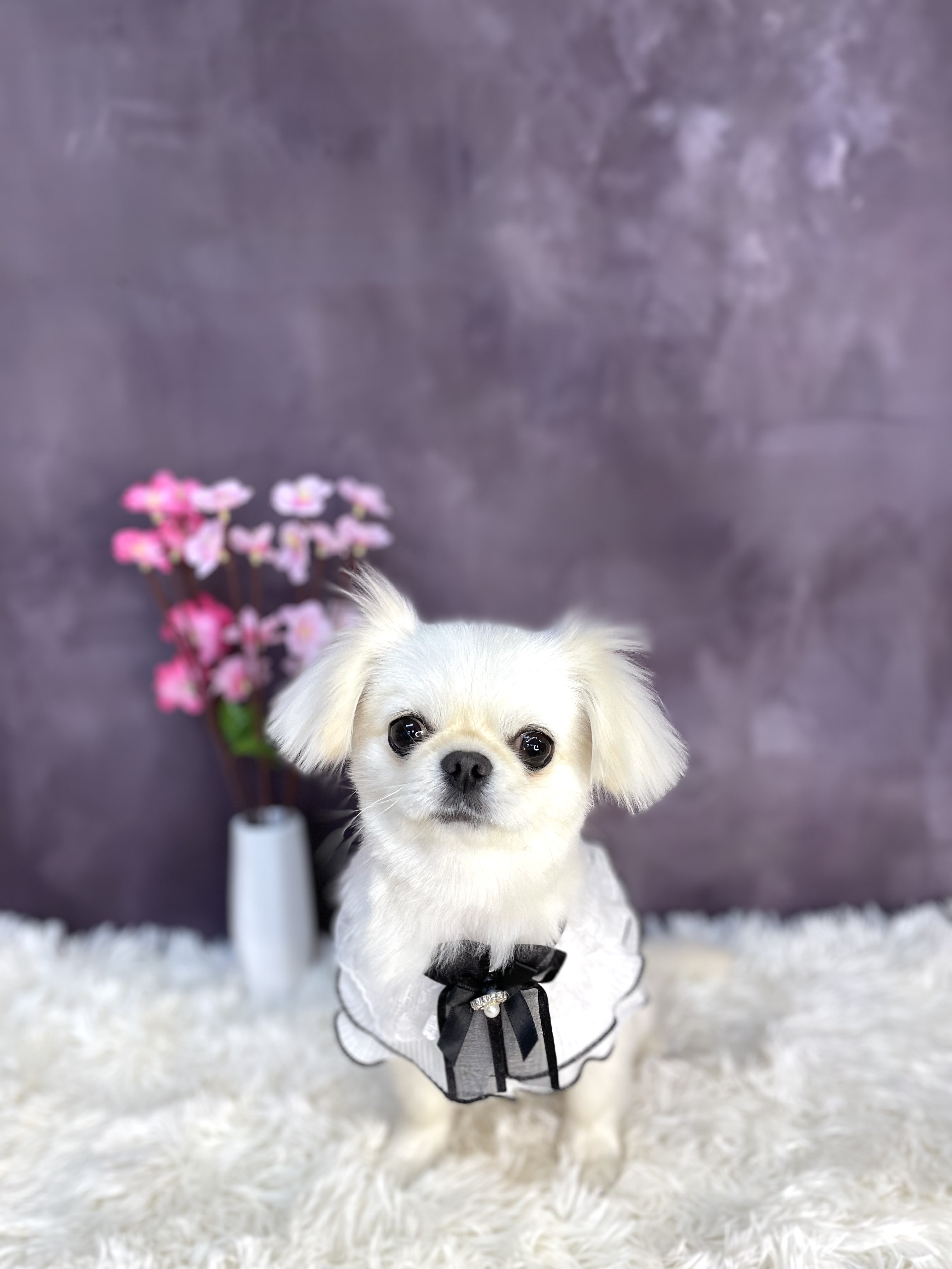 東京都国分寺市のトリミングサロン Dogsalon DDD’s の6枚目