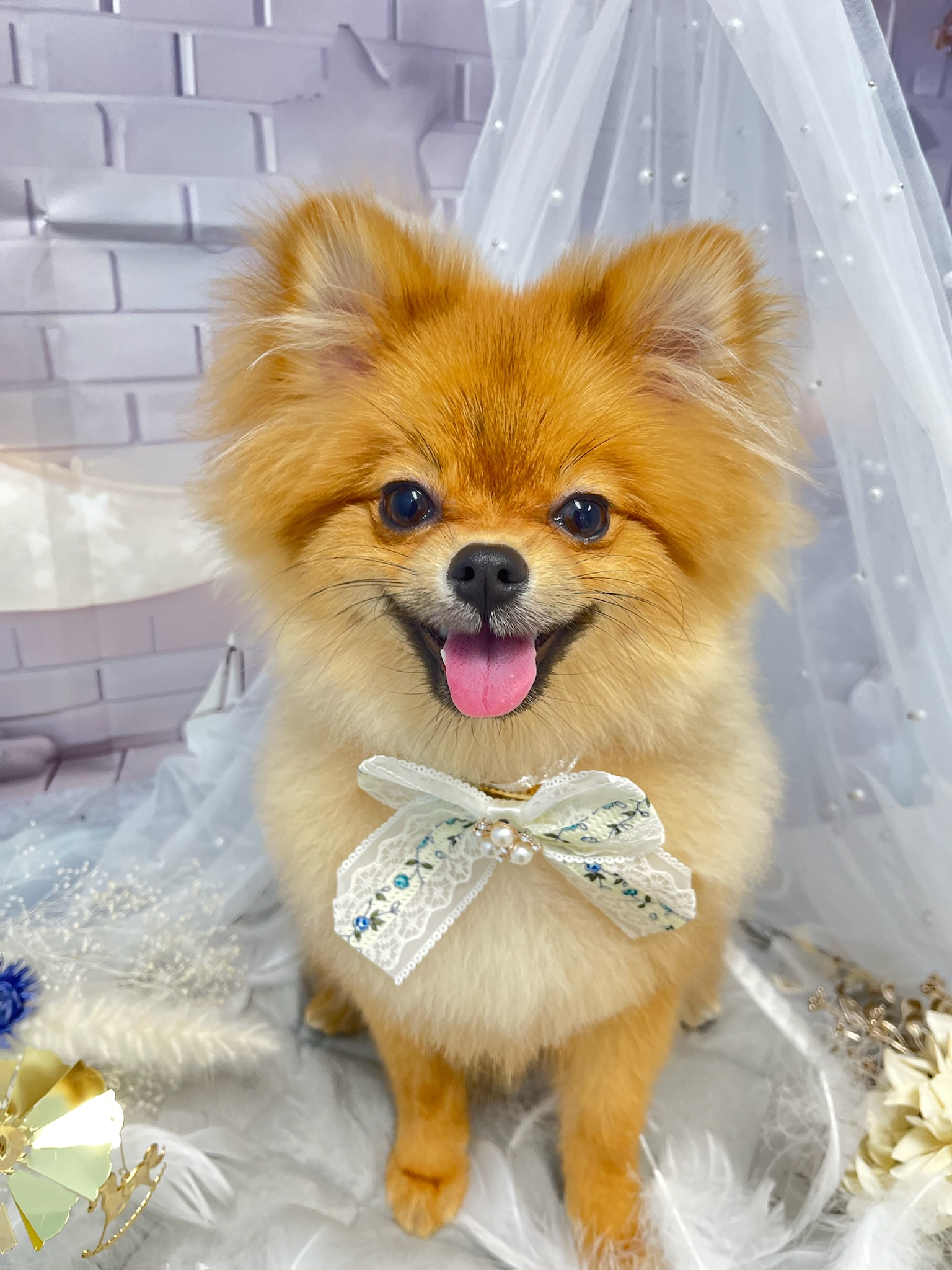 東京都江戸川区のトリミングサロン Petsalon mon petit coeurの6枚目