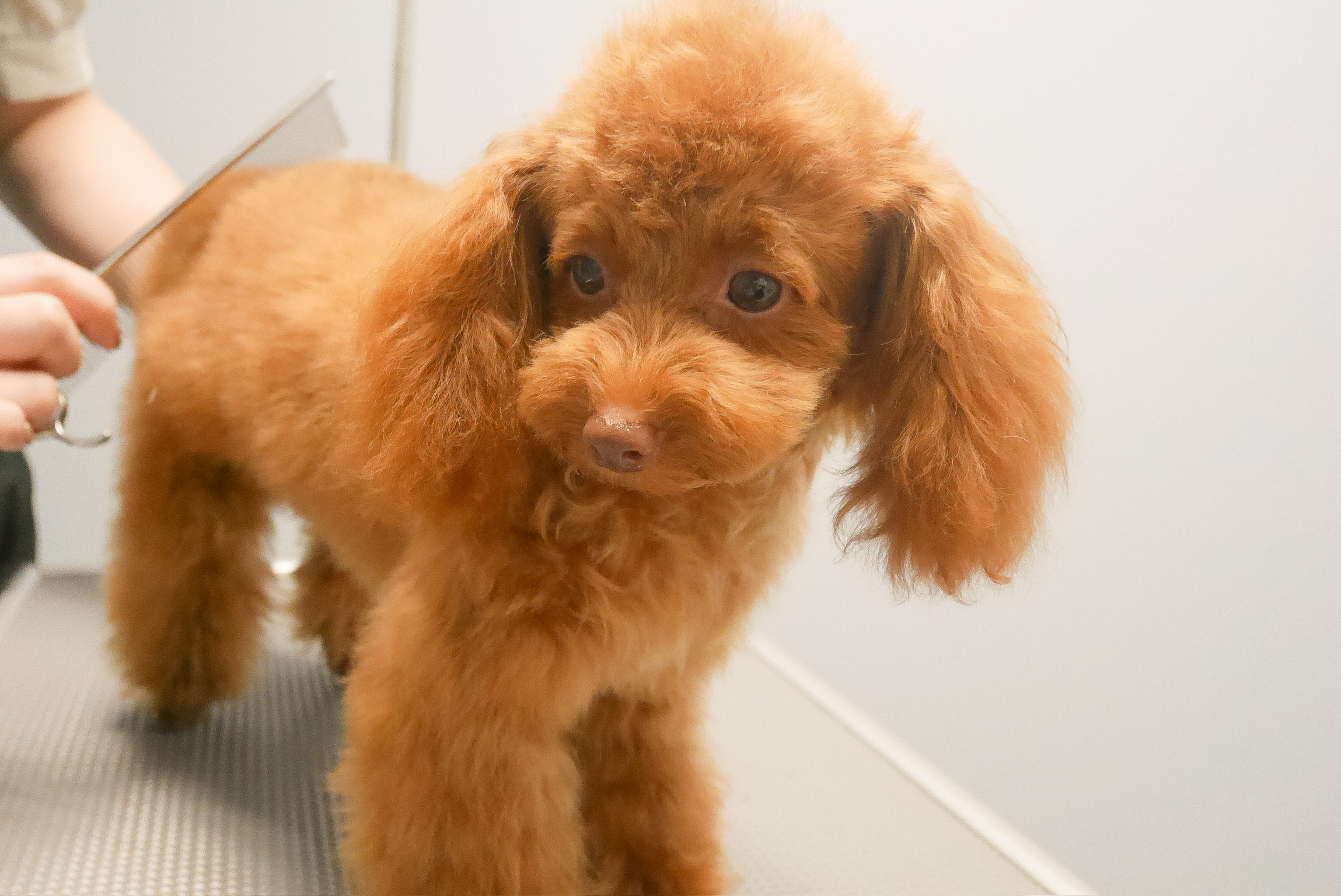 東京都江戸川区のトリミングサロン Petsalon mon petit coeurの5枚目