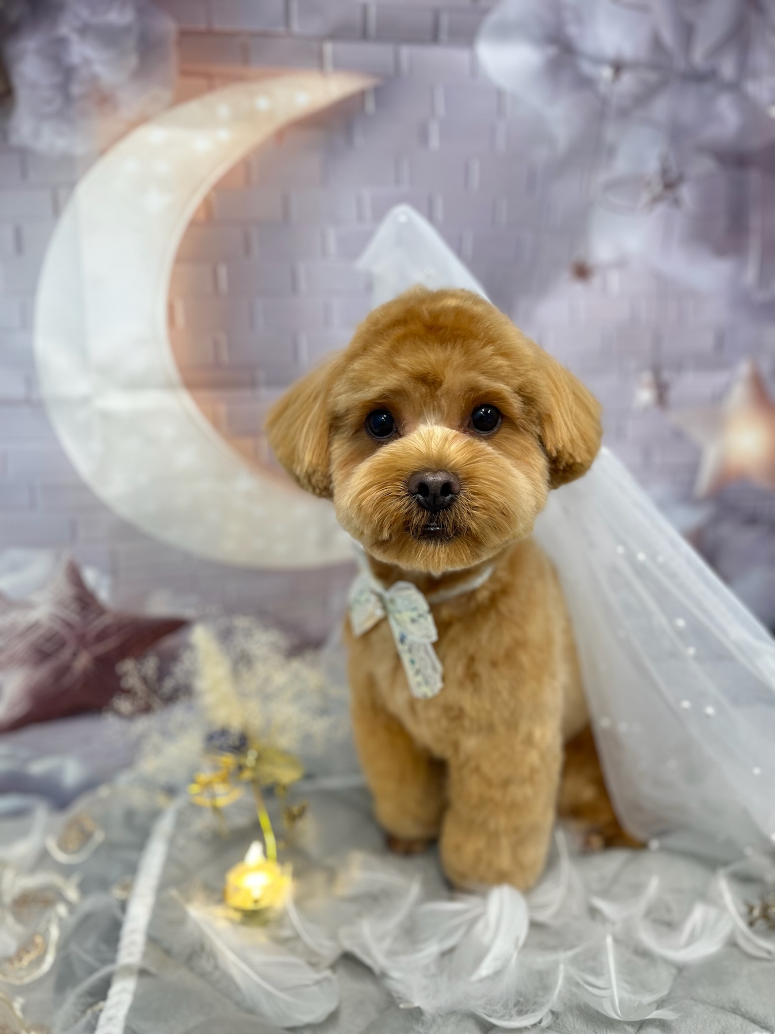 東京都江戸川区のトリミングサロン Petsalon mon petit coeurの8枚目