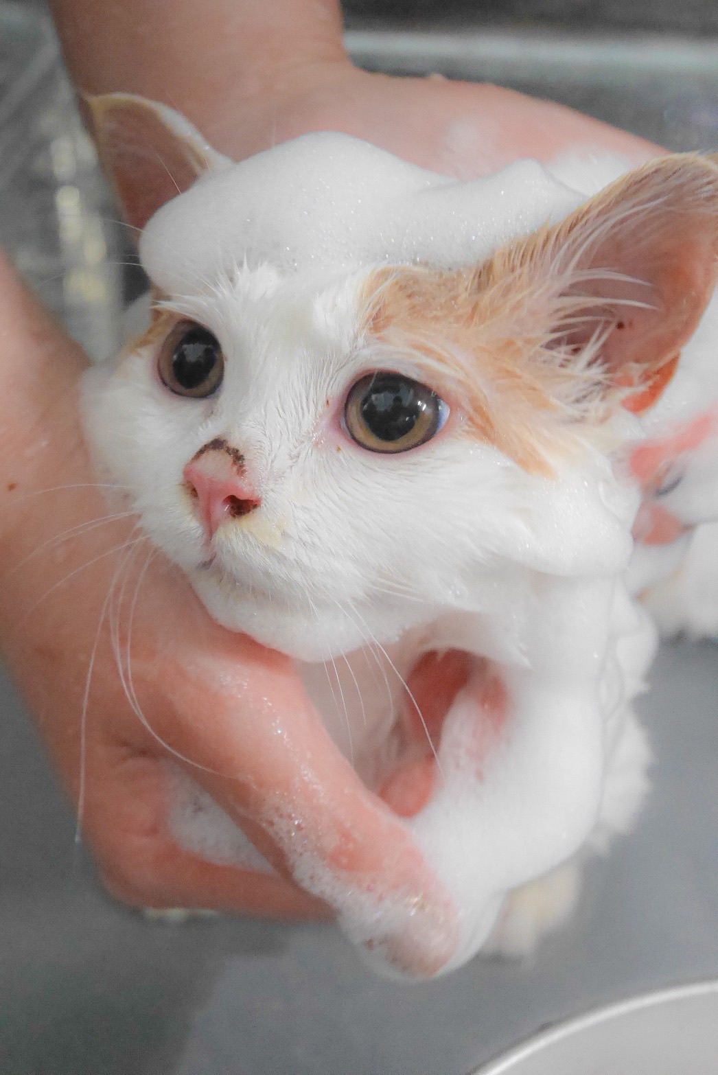 東京都江戸川区のトリミングサロン Petsalon mon petit coeurの4枚目