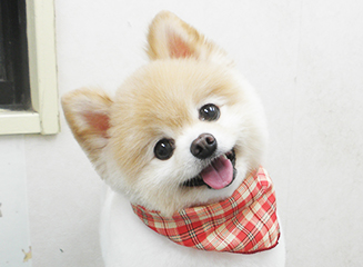 美容面だけでなく、健康面まで考えたトリミング☆