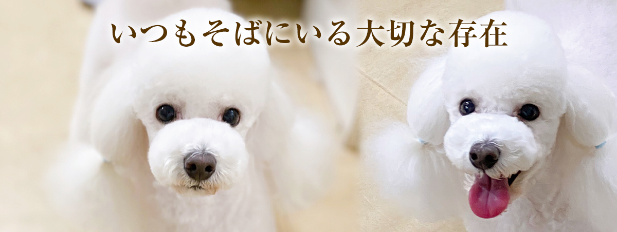 神奈川県横浜市都筑区のトリミングサロン ドッグサロン ラクードールの4枚目