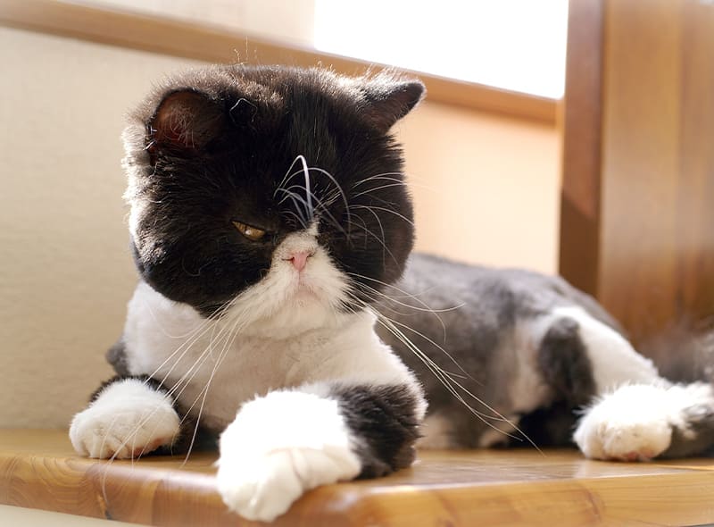 ねこちゃんのカットも場合によっては可能です。