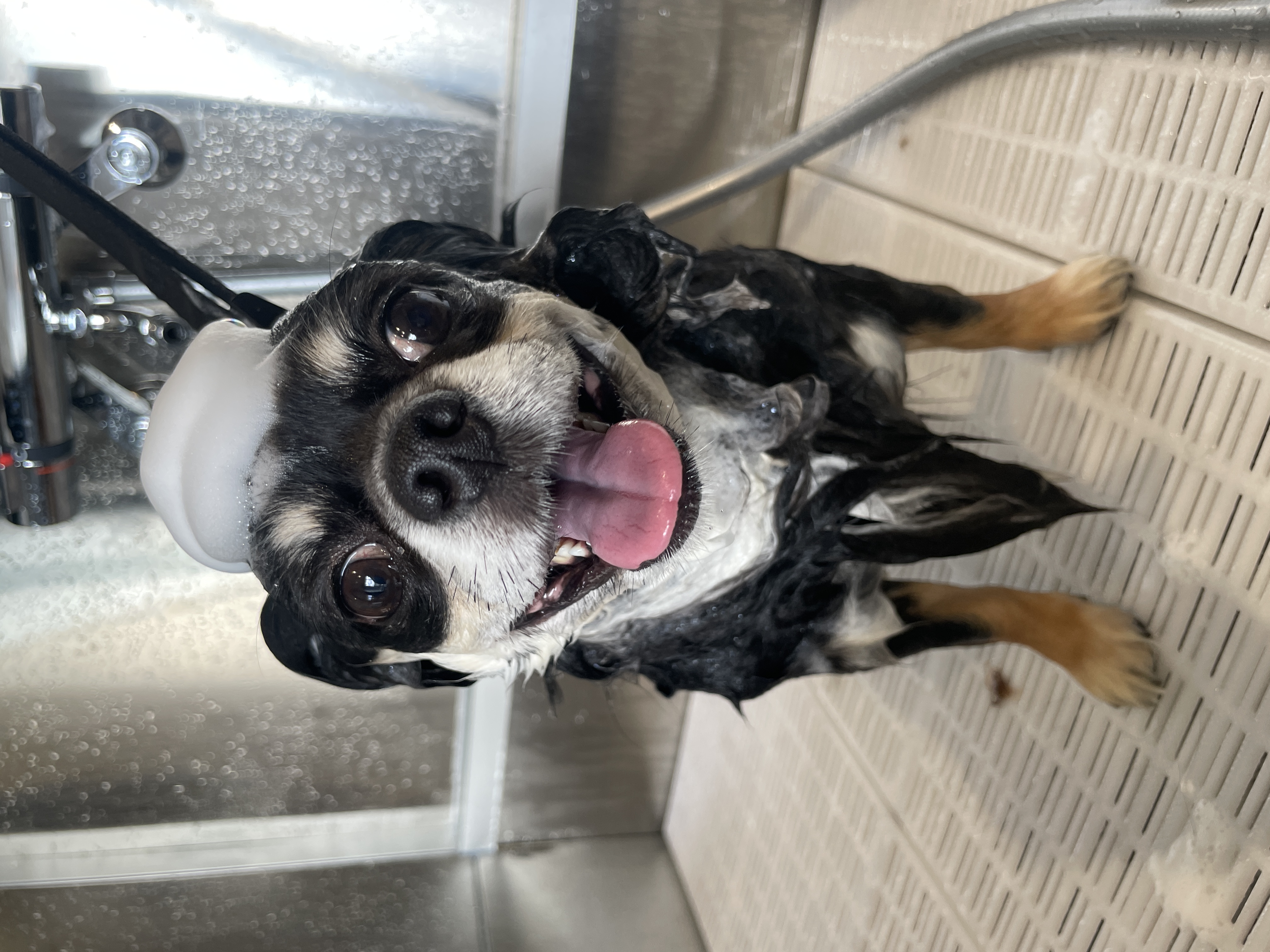 滋賀県彦根市のトリミングサロン Dog Space Daucus -ダウクス-のサムネイル2枚目
