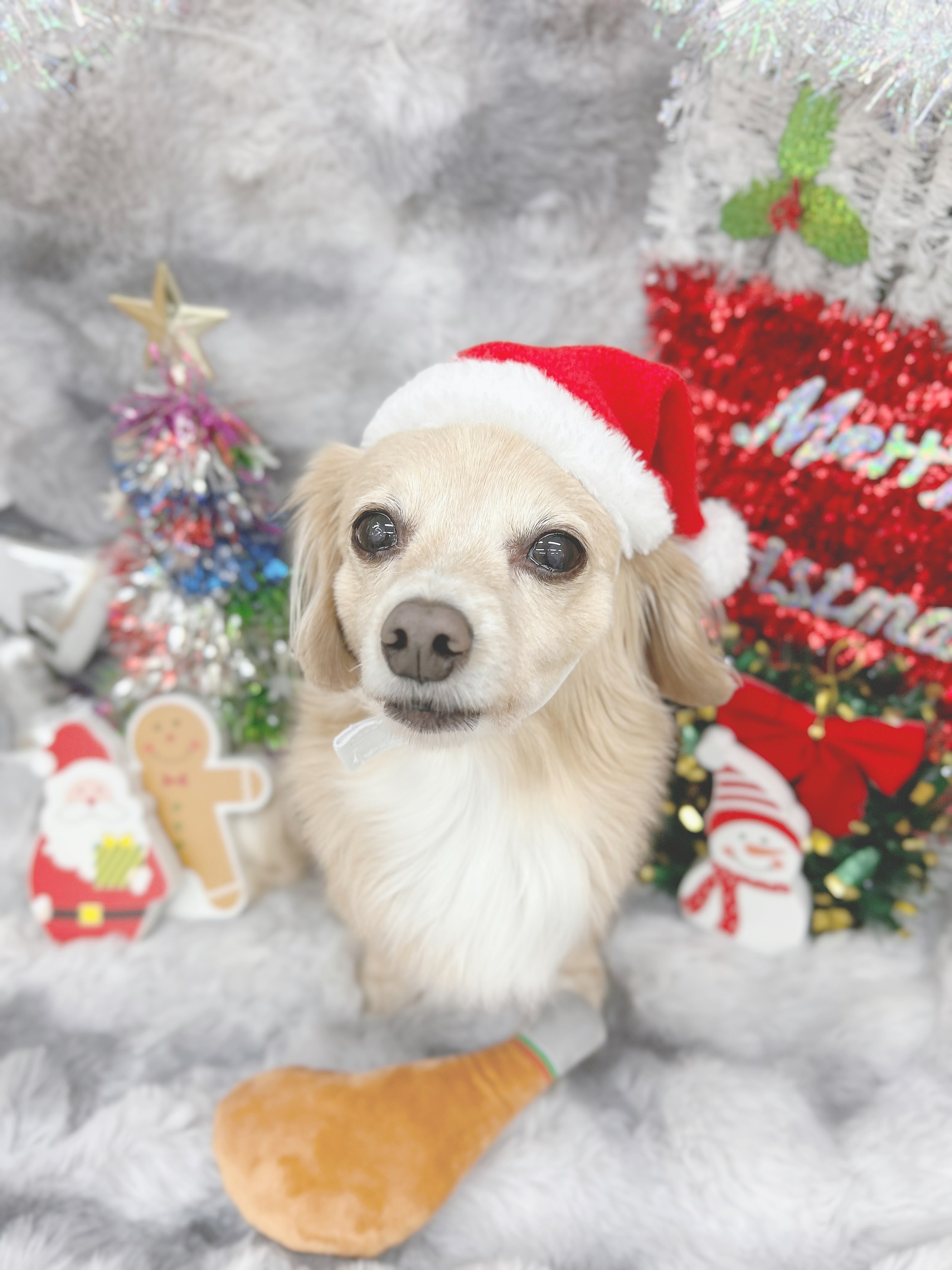大阪府大阪市淀川区のトリミングサロン Dogsalon ARUNの5枚目