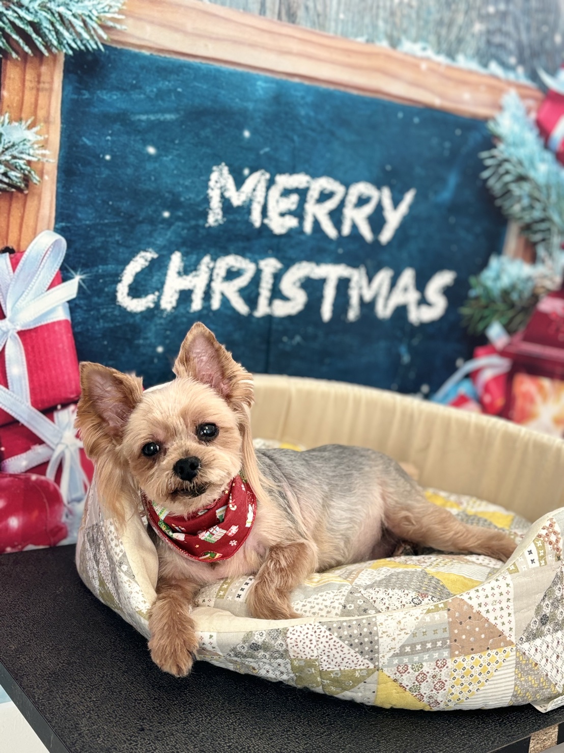 大阪府東大阪市のトリミングサロン DOGSALN merciの3枚目