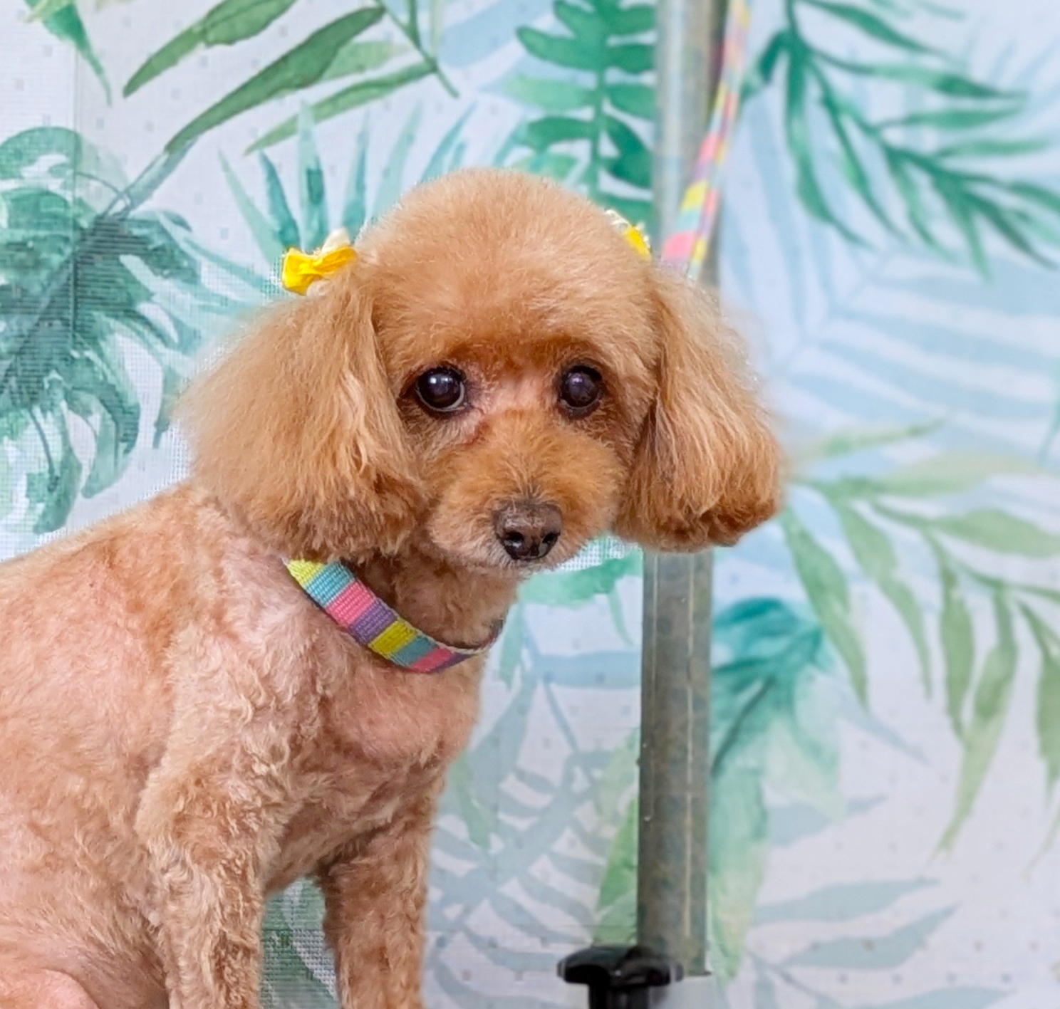 埼玉県吉川市のトリミングサロン ドッグサロン＆ホテル　CLIPの84枚目