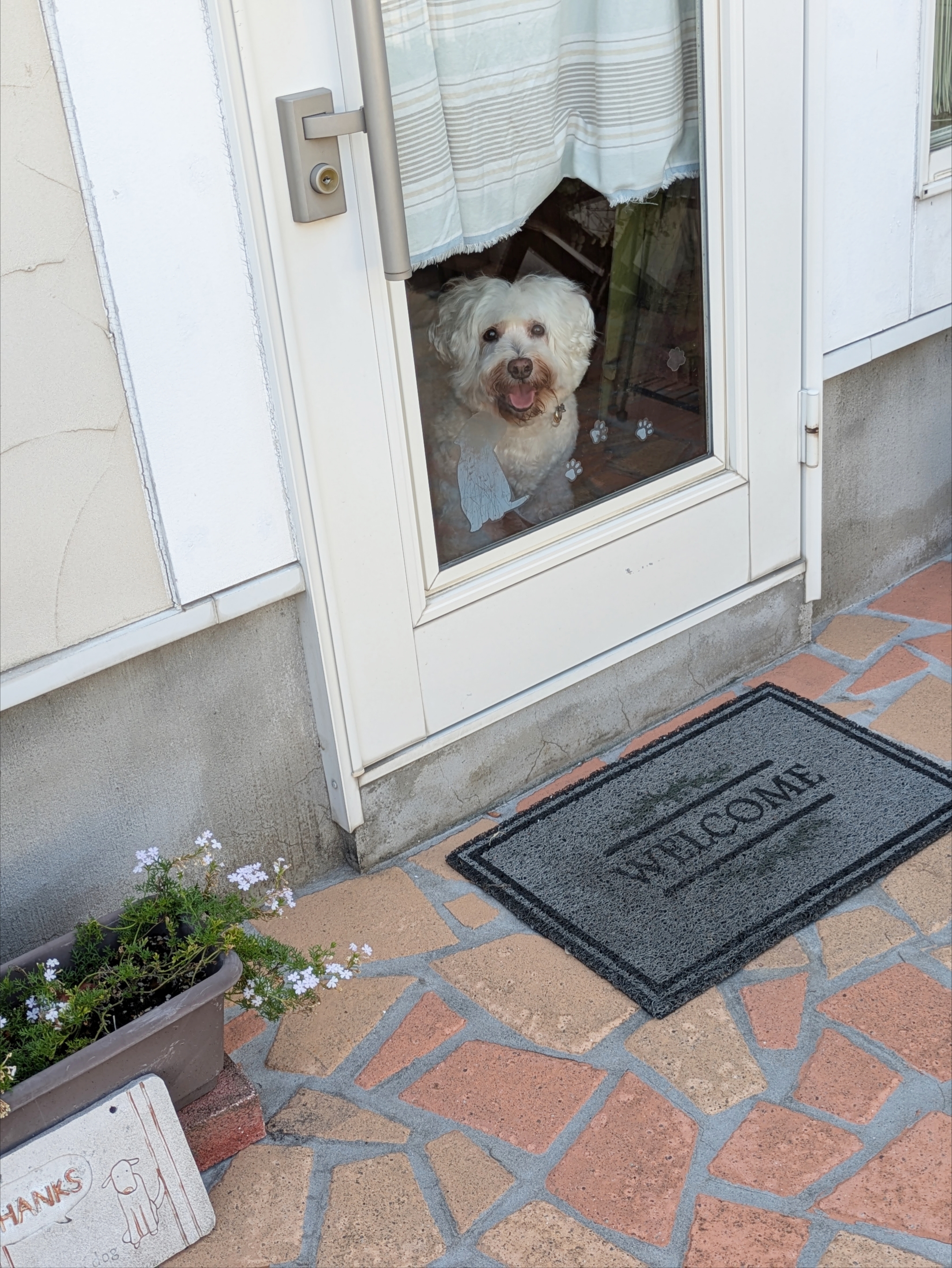 埼玉県吉川市のトリミングサロン ドッグサロン＆ホテル　CLIPの80枚目