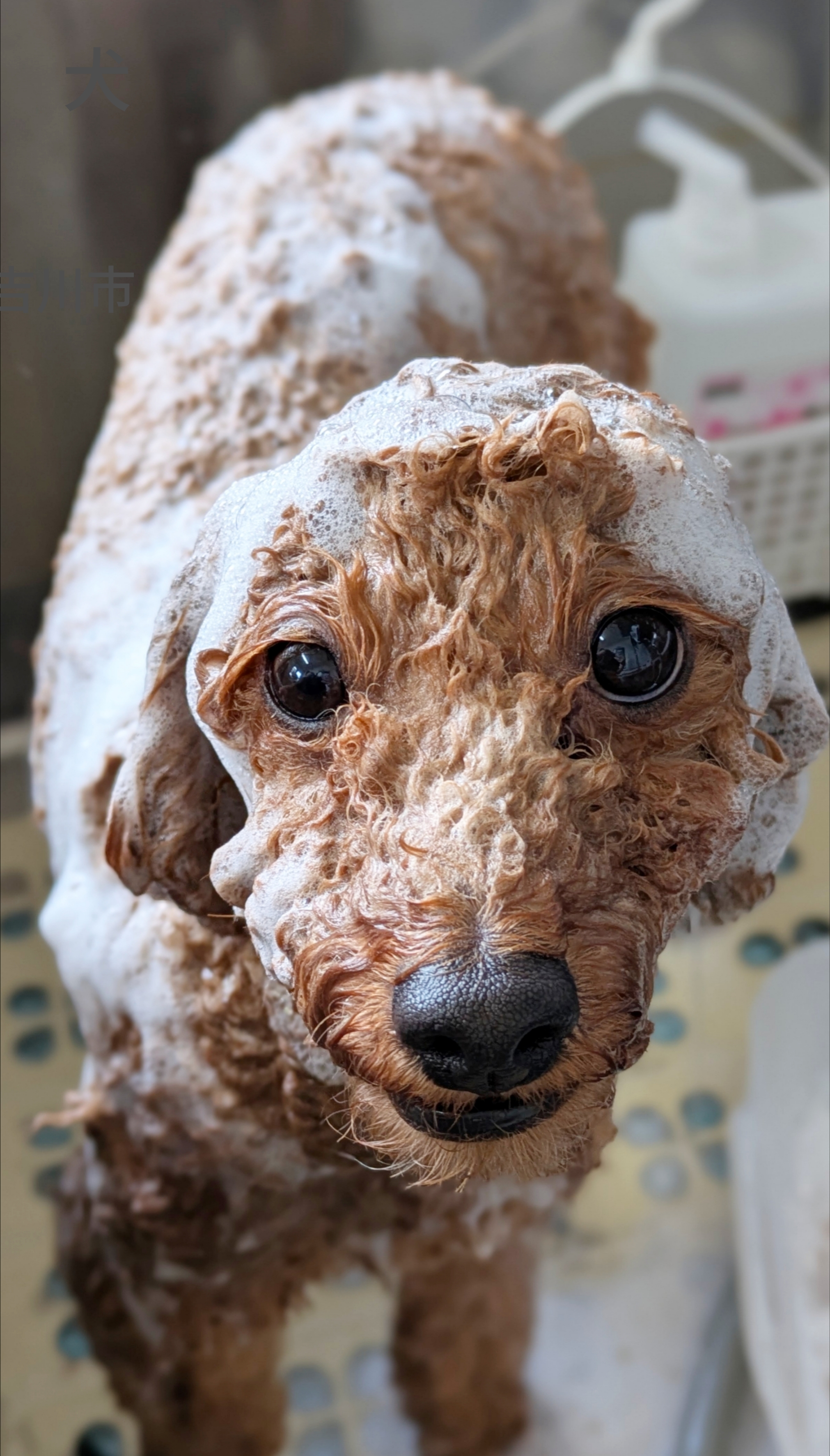 埼玉県吉川市のトリミングサロン ドッグサロン＆ホテル　CLIPの97枚目