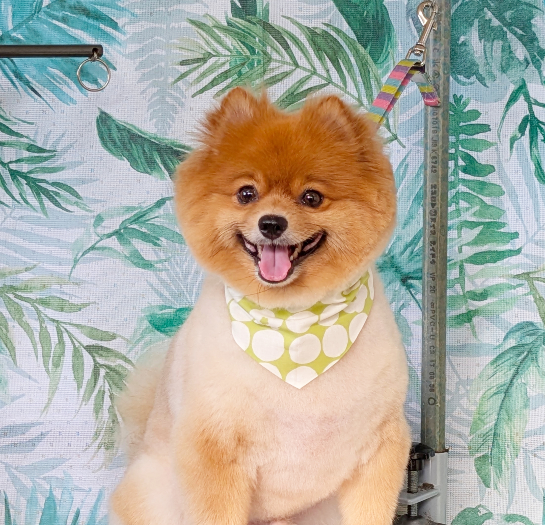 埼玉県吉川市のトリミングサロン ドッグサロン＆ホテル　CLIPの76枚目