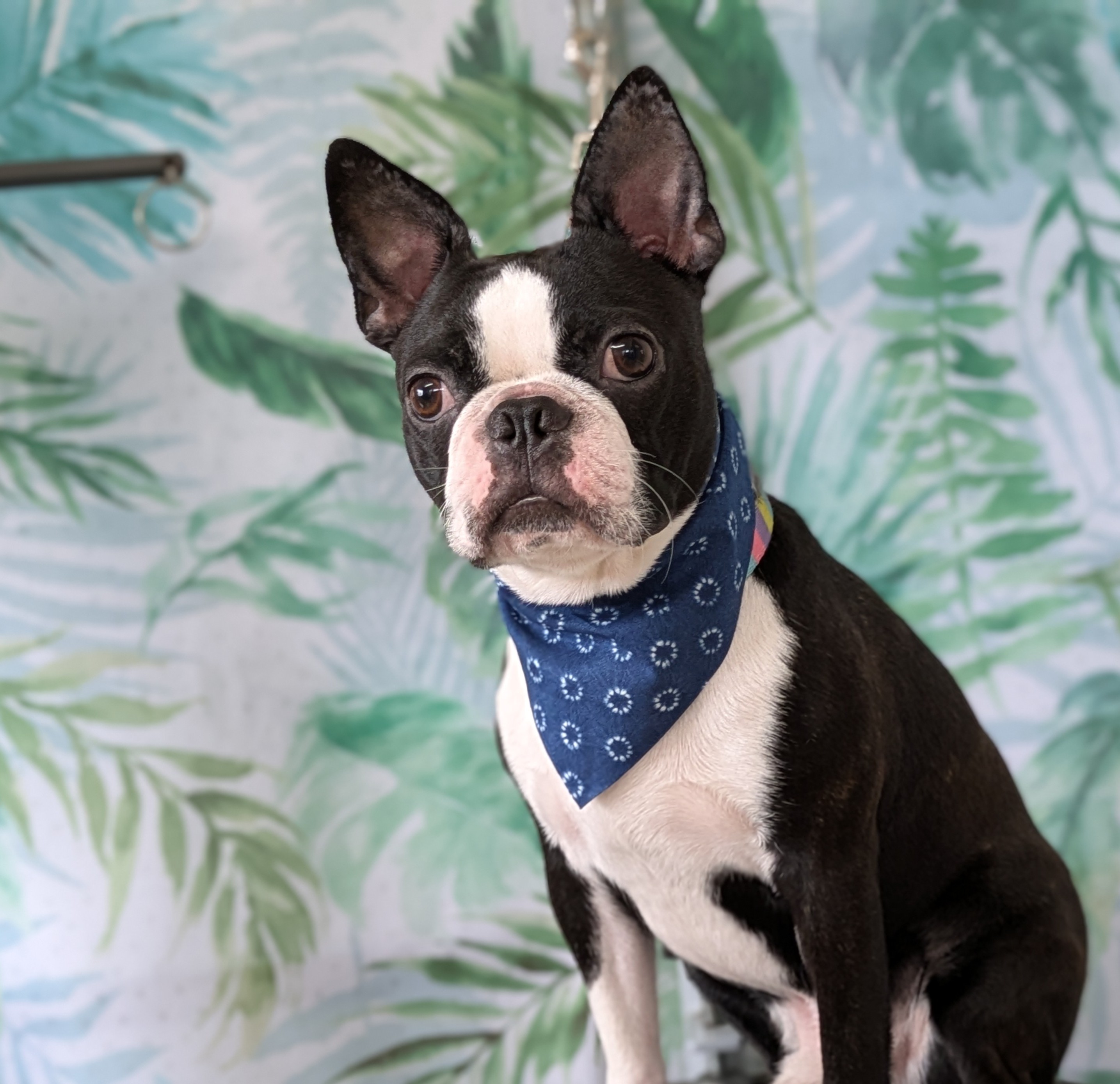 埼玉県吉川市のトリミングサロン ドッグサロン＆ホテル　CLIPの89枚目