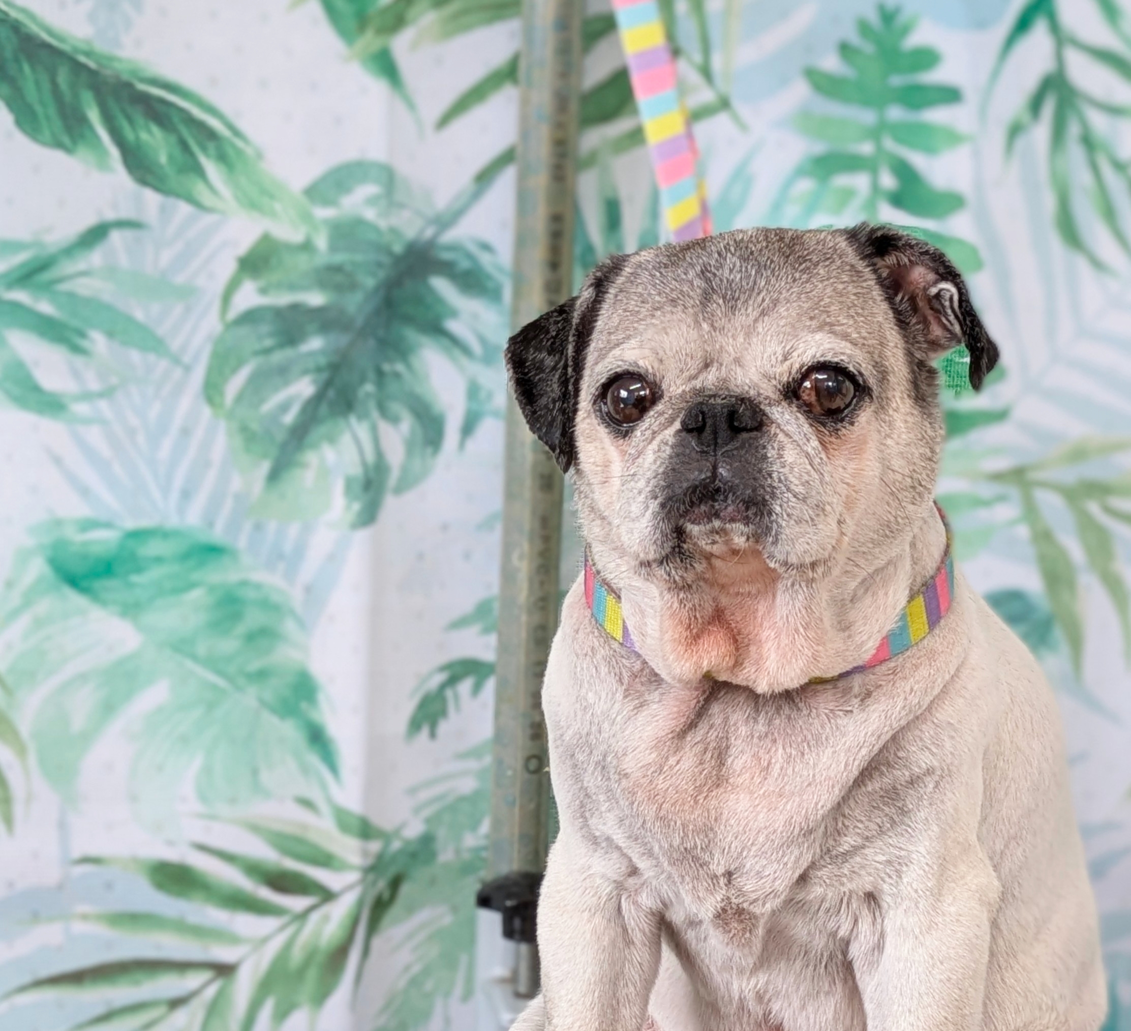 埼玉県吉川市のトリミングサロン ドッグサロン＆ホテル　CLIPの85枚目