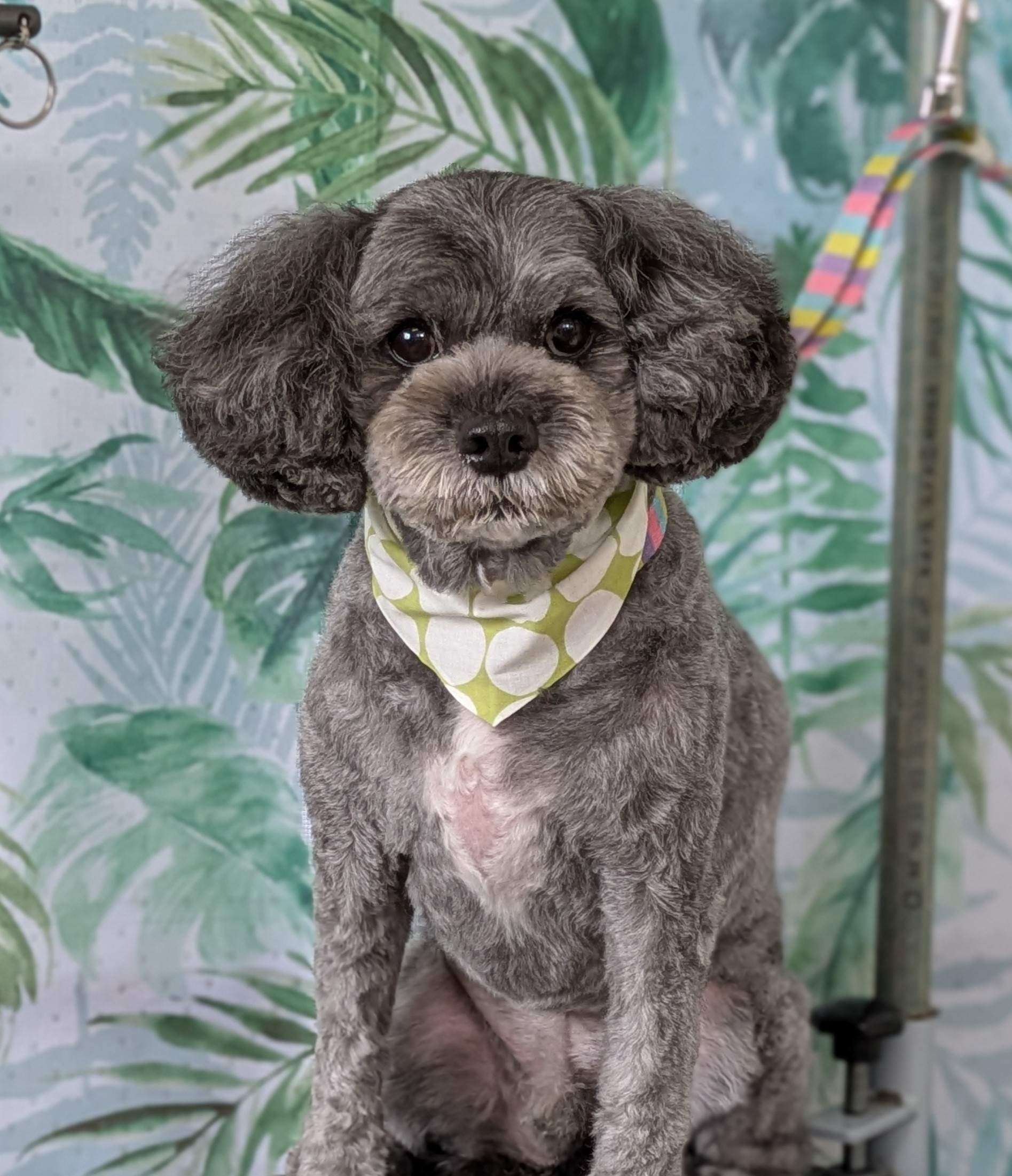 埼玉県吉川市のトリミングサロン ドッグサロン＆ホテル　CLIPの90枚目