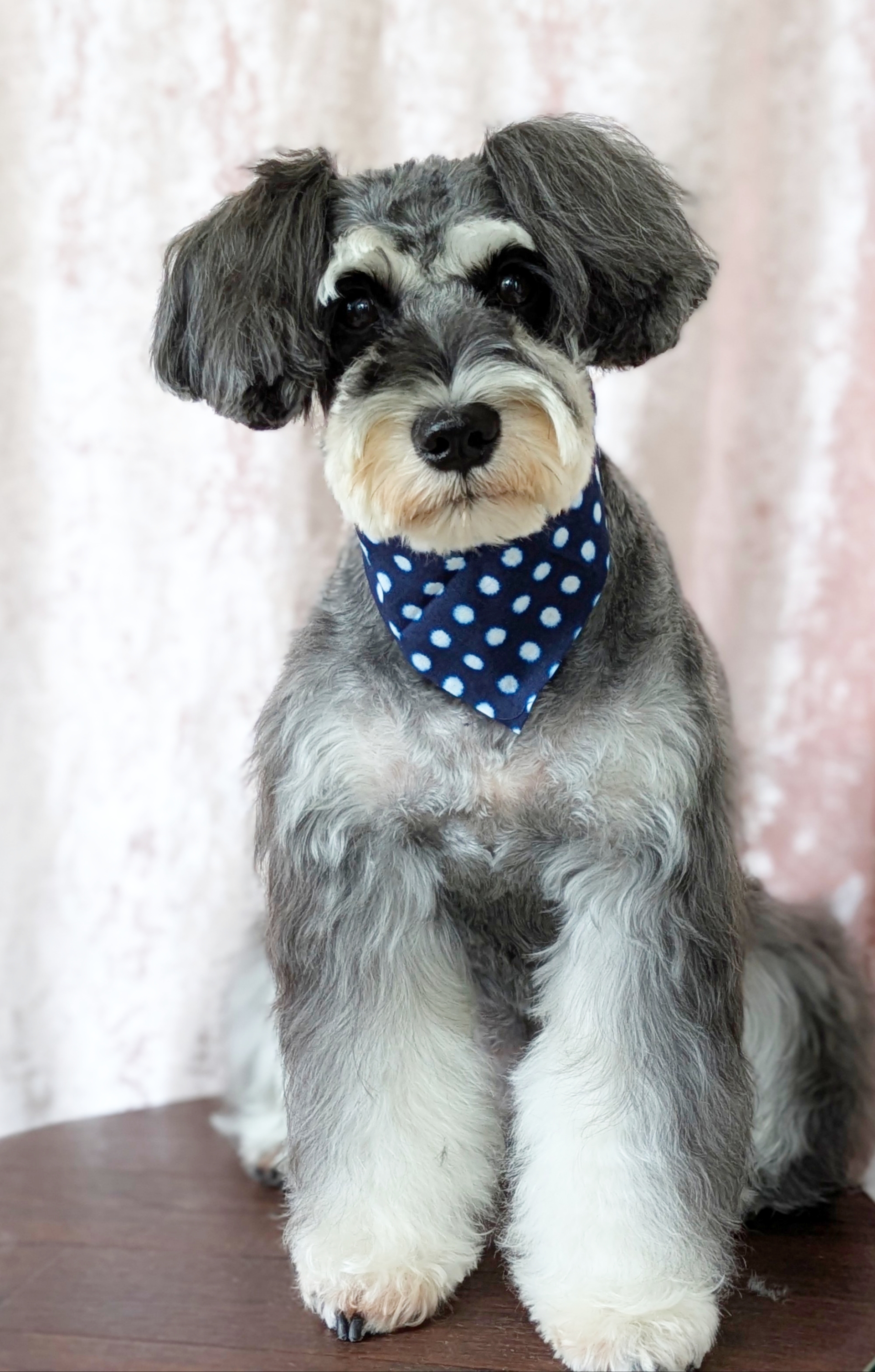 埼玉県吉川市のトリミングサロン ドッグサロン＆ホテル　CLIPの96枚目