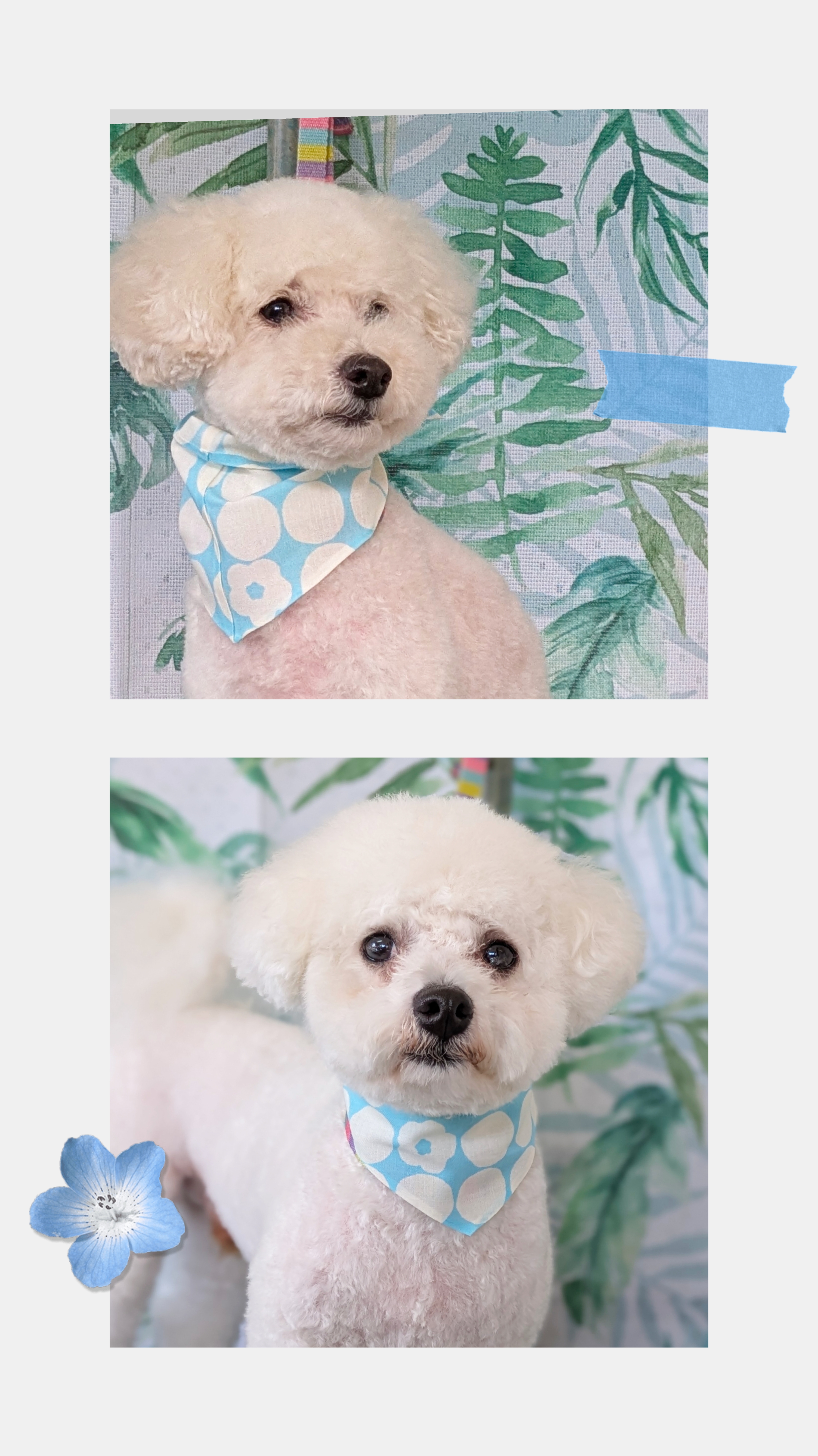 埼玉県吉川市のトリミングサロン ドッグサロン＆ホテル　CLIPの75枚目